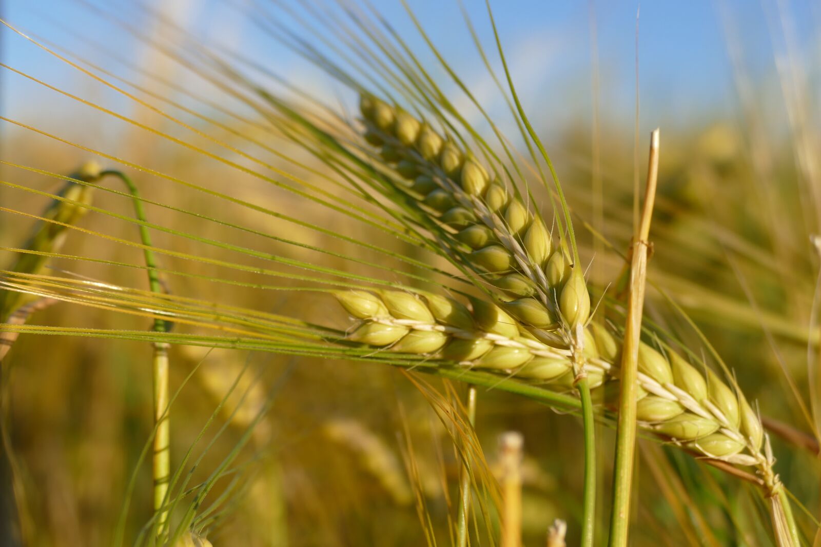 Panasonic Lumix DMC-FZ1000 sample photo. Barley, cereals, nature photography