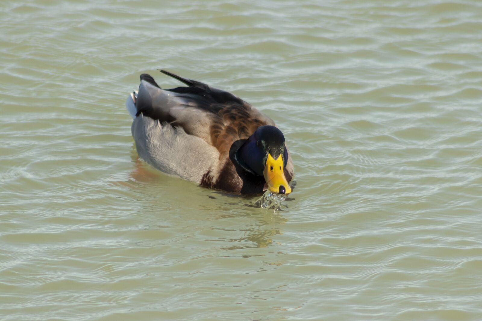 Canon EF75-300mm f/4-5.6 sample photo. Duck, wild ducks, teal photography