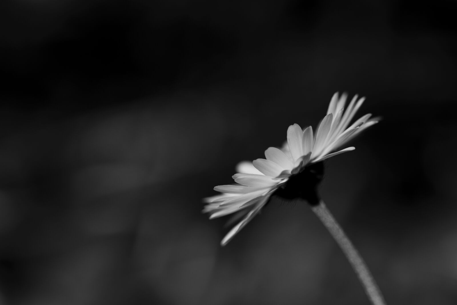 Nikon D7200 sample photo. Margaret, flower, nature photography