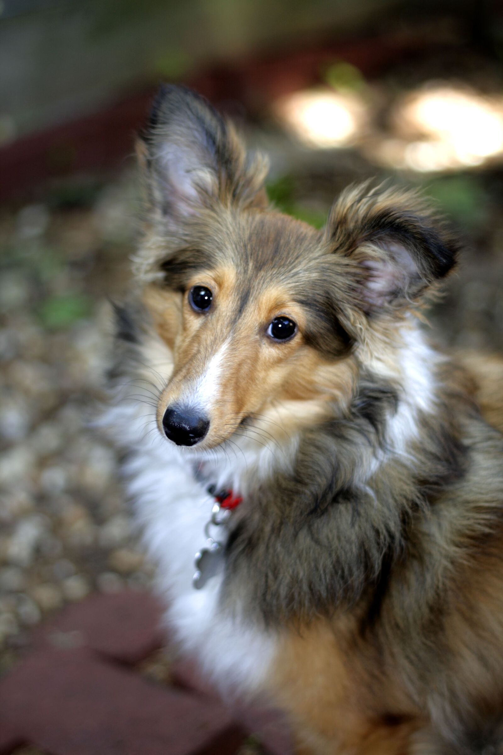 Canon EOS 400D (EOS Digital Rebel XTi / EOS Kiss Digital X) sample photo. Shetland sheepdog, dog, dog photography