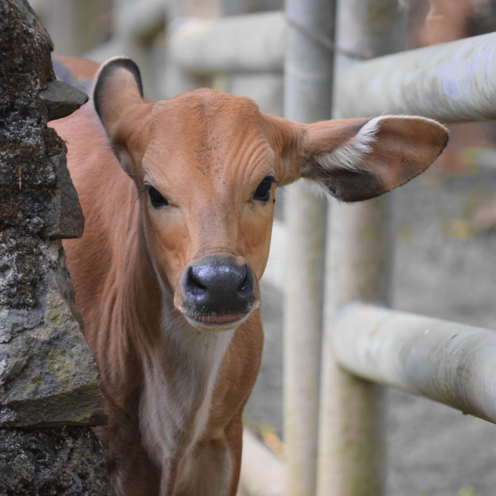 Nikon D3300 sample photo. Bull, cattle, bovidae photography