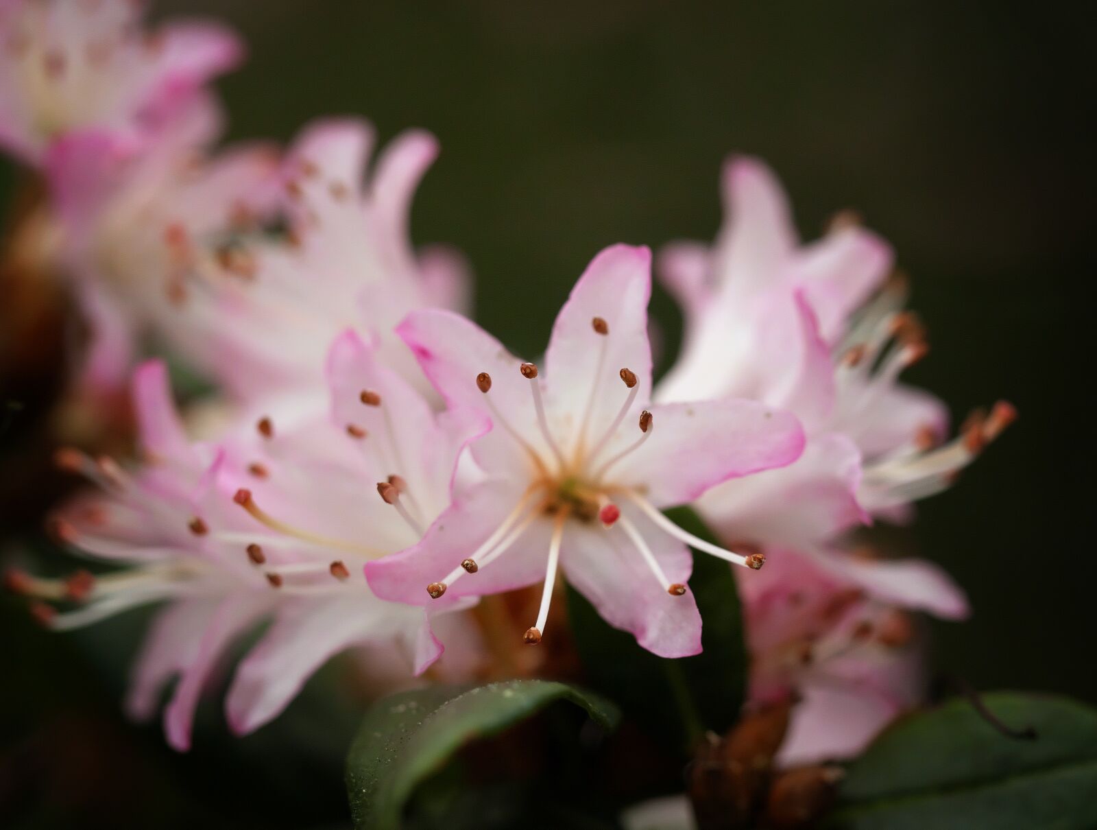 Panasonic Lumix DMC-GF7 sample photo. Rhododendron, pink, flowers photography