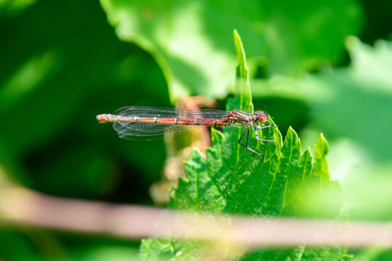 Nikon D3400 sample photo. Dragonfly, insect, nature photography