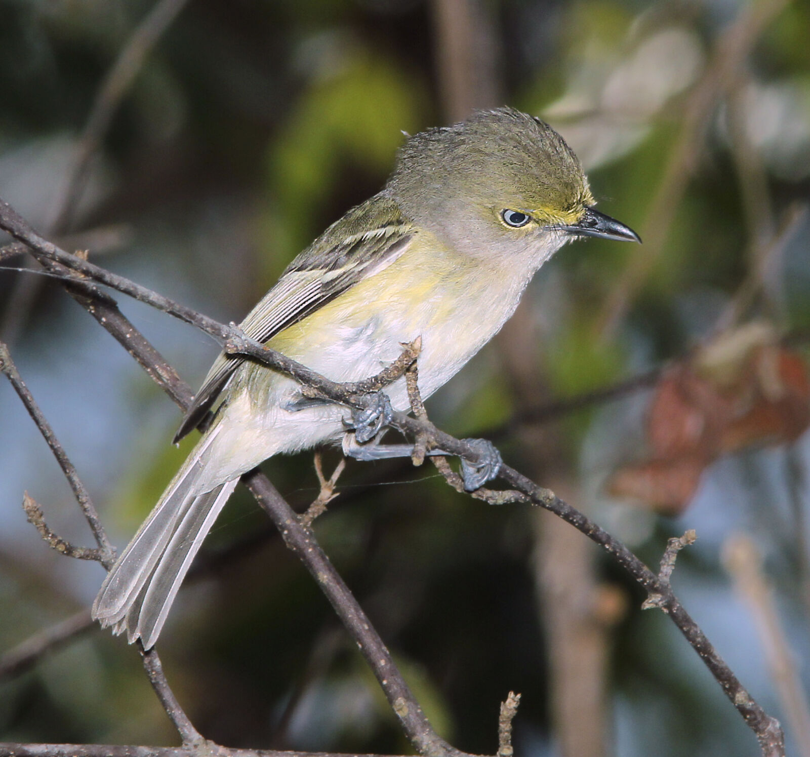 Canon EF 300mm F4L IS USM sample photo