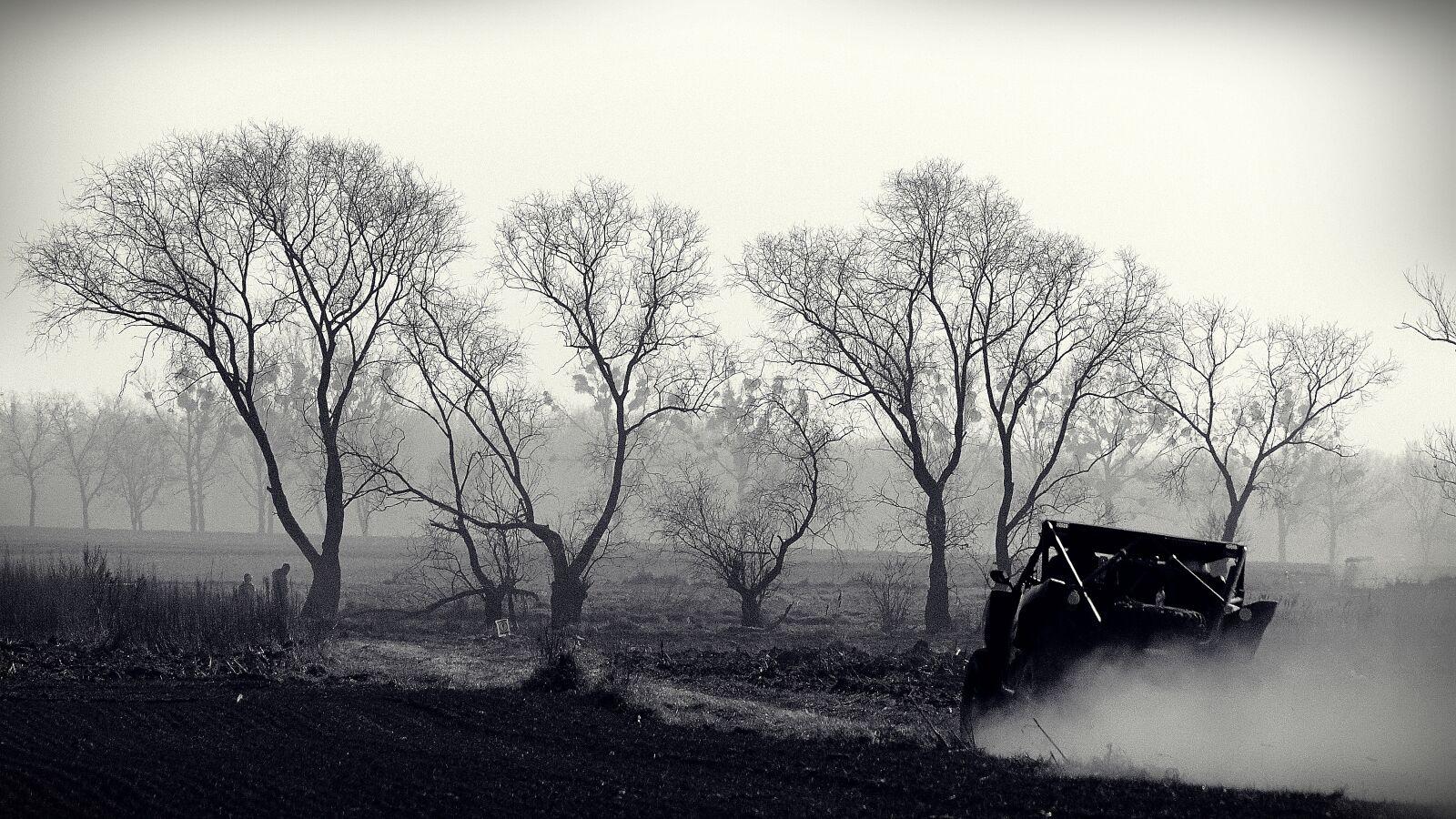 Sony SLT-A68 sample photo. Tree, the fog, nature photography