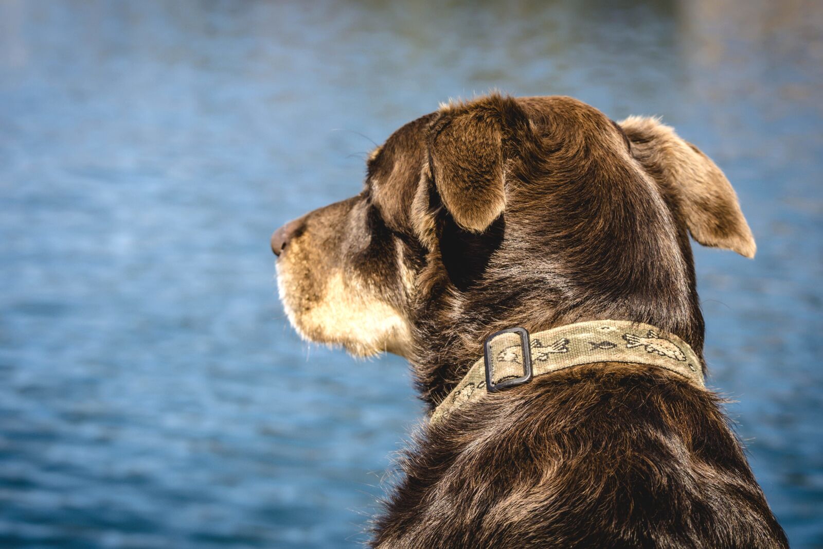 Nikon D5200 sample photo. Dog, head, animal, nature photography