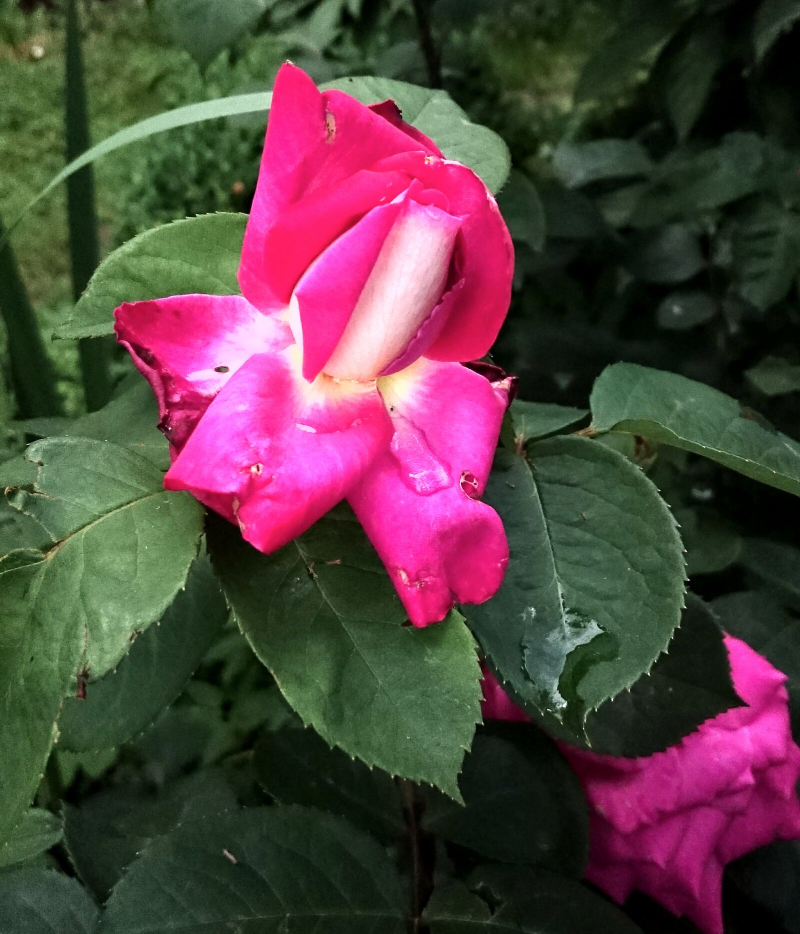 Sony Xperia Z3 sample photo. Rose, flower, blossom photography