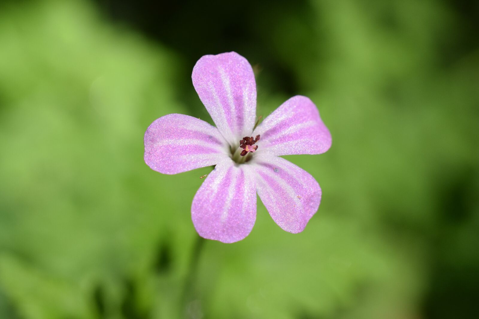Nikon D5300 sample photo. Flower, france, nature photography