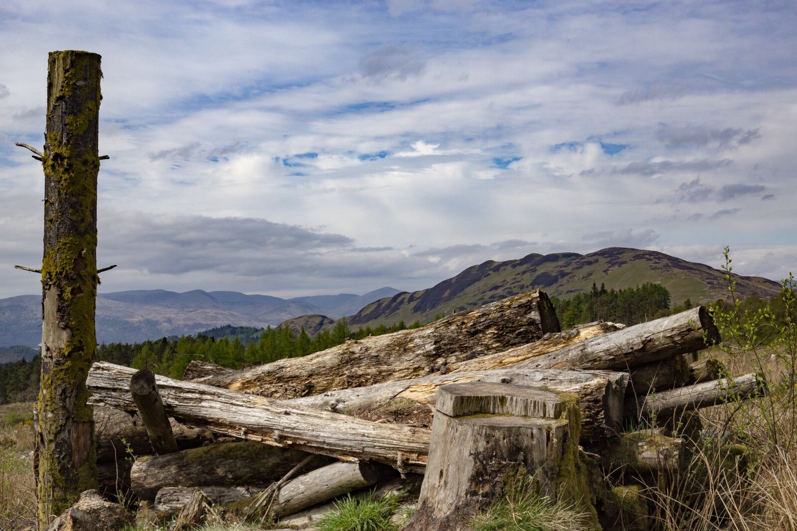 Canon EF 50mm F1.8 STM sample photo. Wood, wooden, tree photography