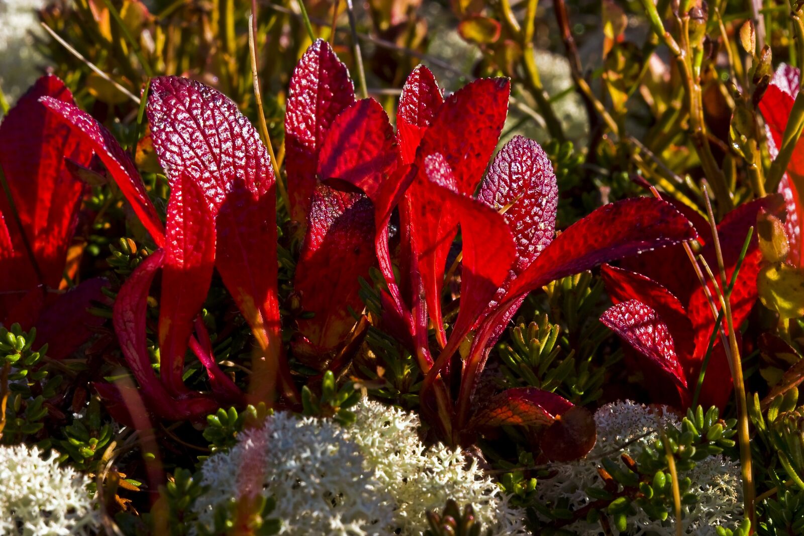 Canon EOS 20D sample photo. The nature of the photography