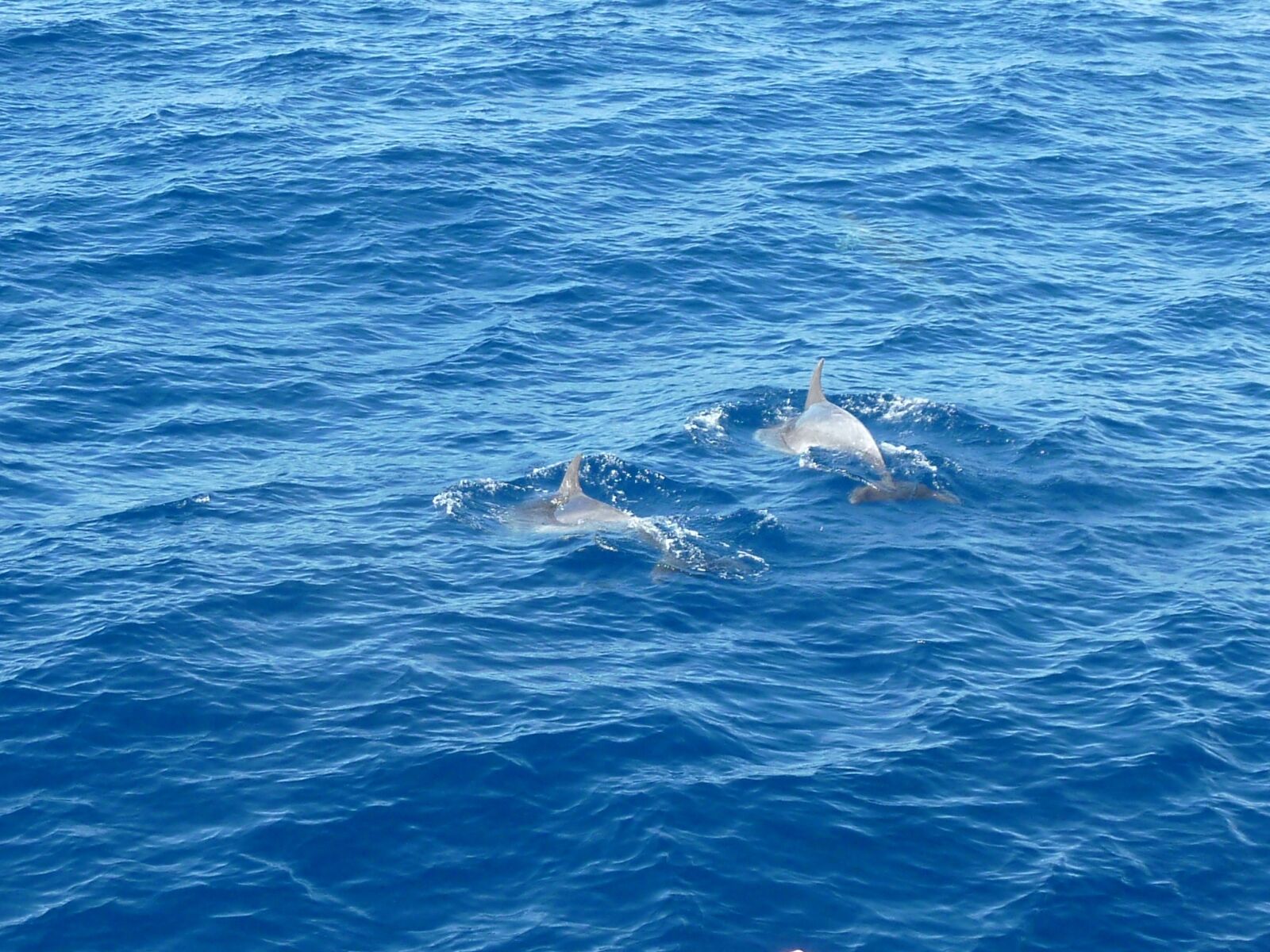 Panasonic DMC-TZ7 sample photo. Sea, dolphin, water photography