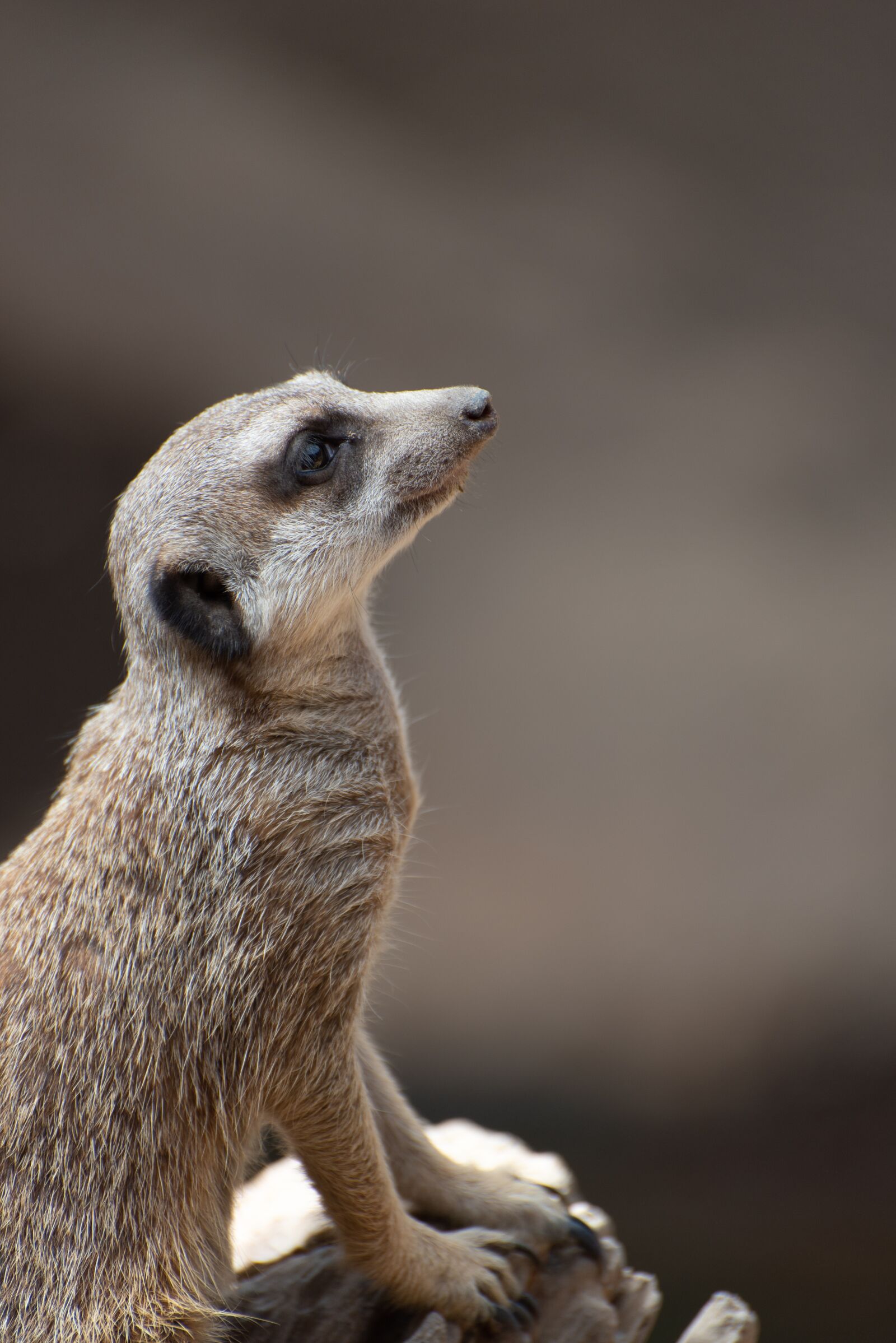 Nikon D750 sample photo. Meerkat, zoo, luxembourg photography