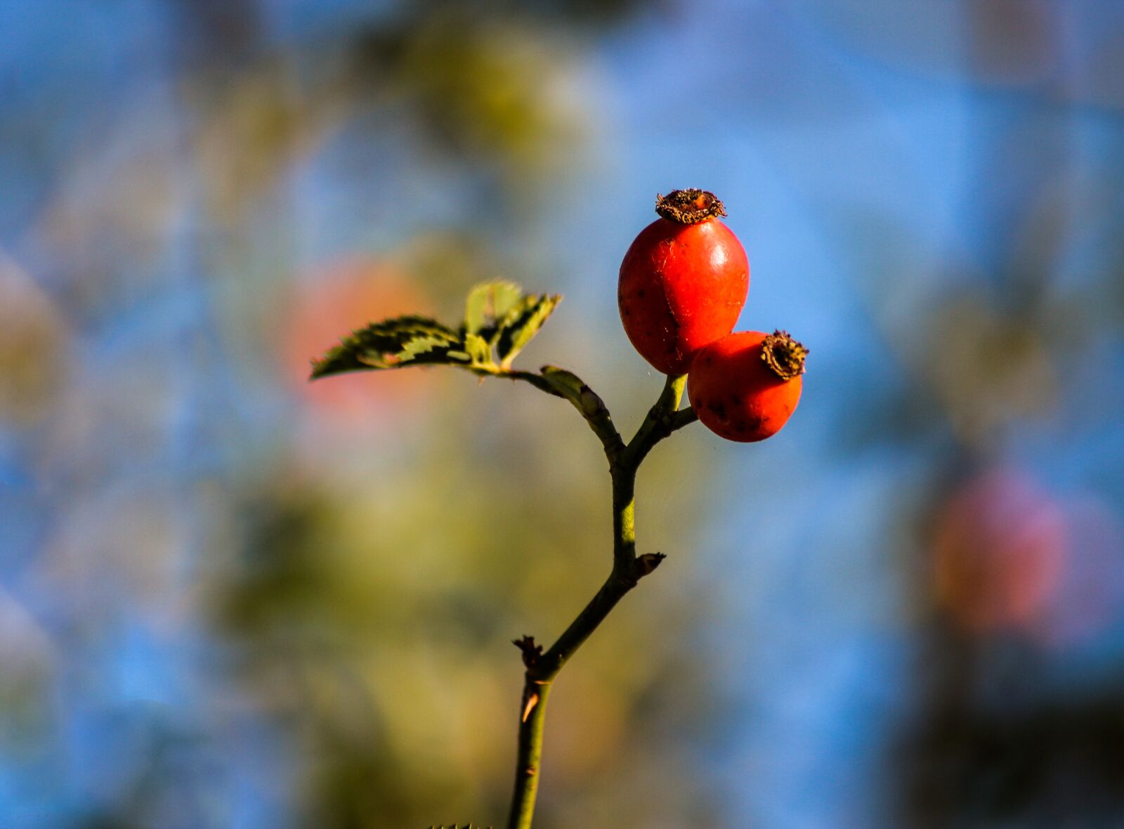 Canon EOS 650D (EOS Rebel T4i / EOS Kiss X6i) sample photo. Rose hip, plant, nature photography