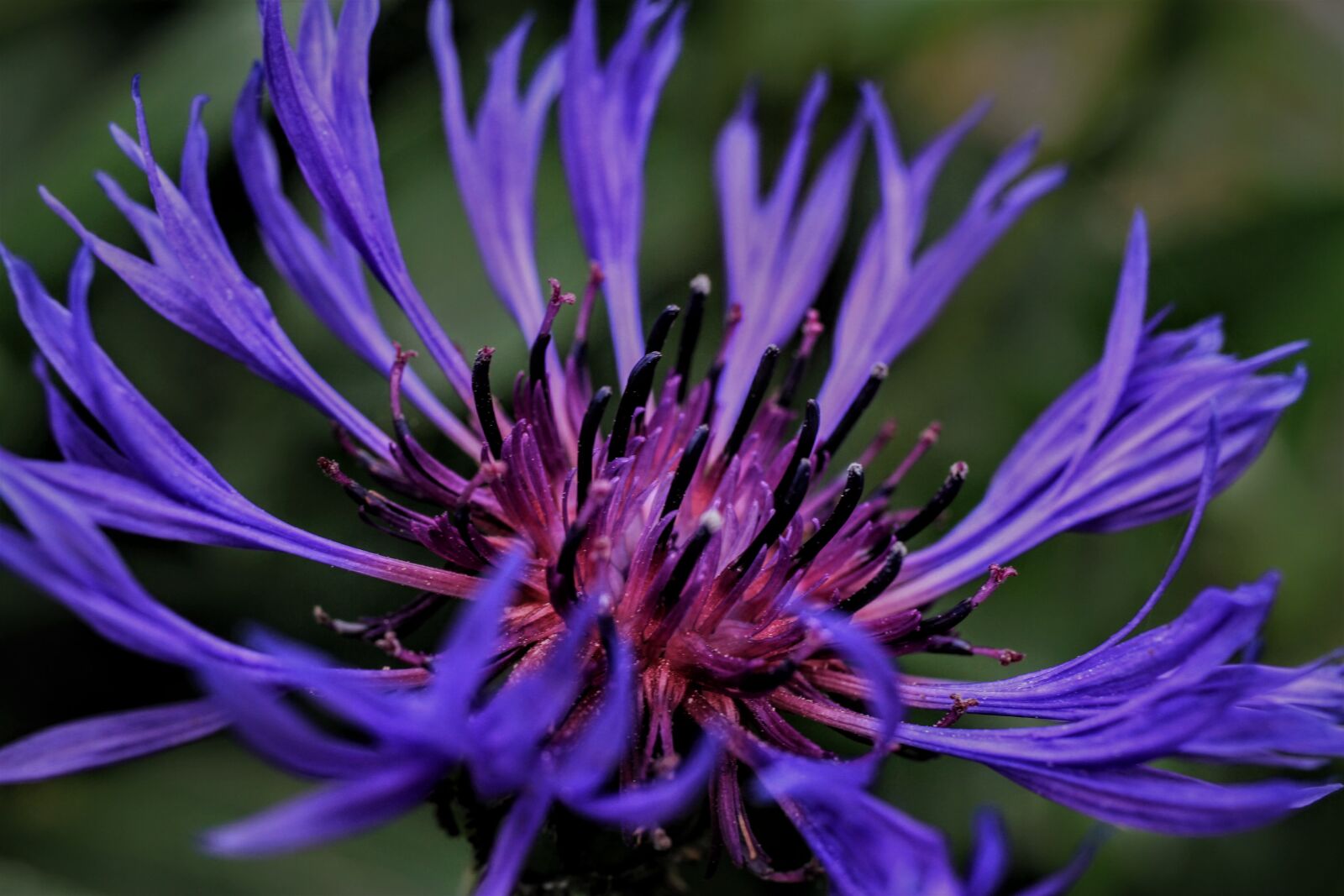 Canon EF-S 35mm F2.8 Macro IS STM sample photo. Mountain knapweed, knapweed, forest photography