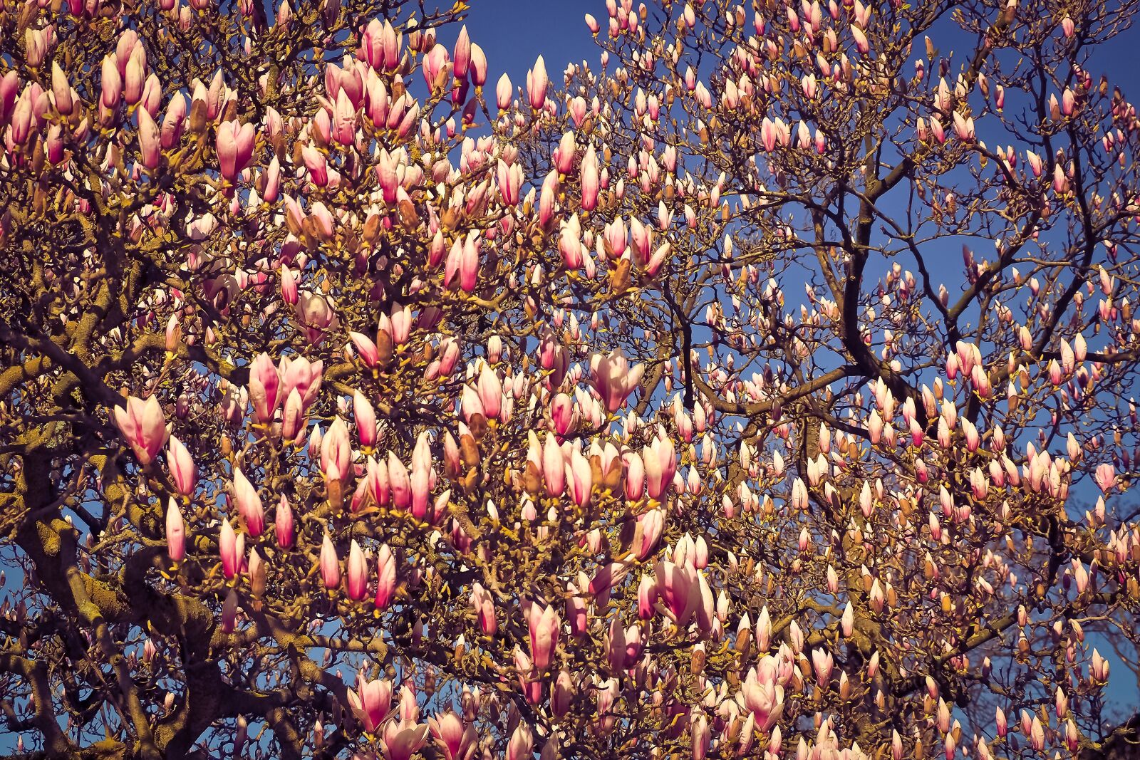 Olympus OM-D E-M10 sample photo. Magnolia, tree, flowers photography