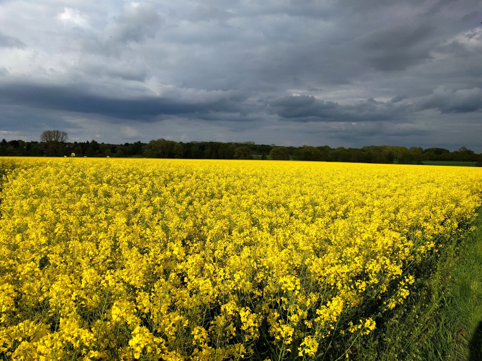 LG Nexus 5X sample photo. Oilseed rape, yellow, blossom photography