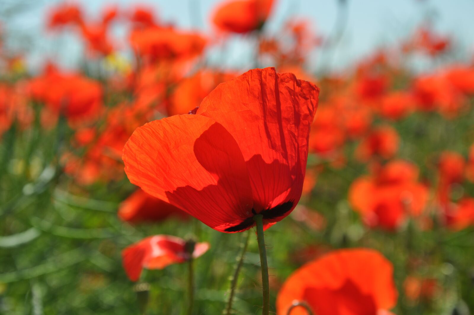 Nikon D90 sample photo. Flowers, poppy, nature photography