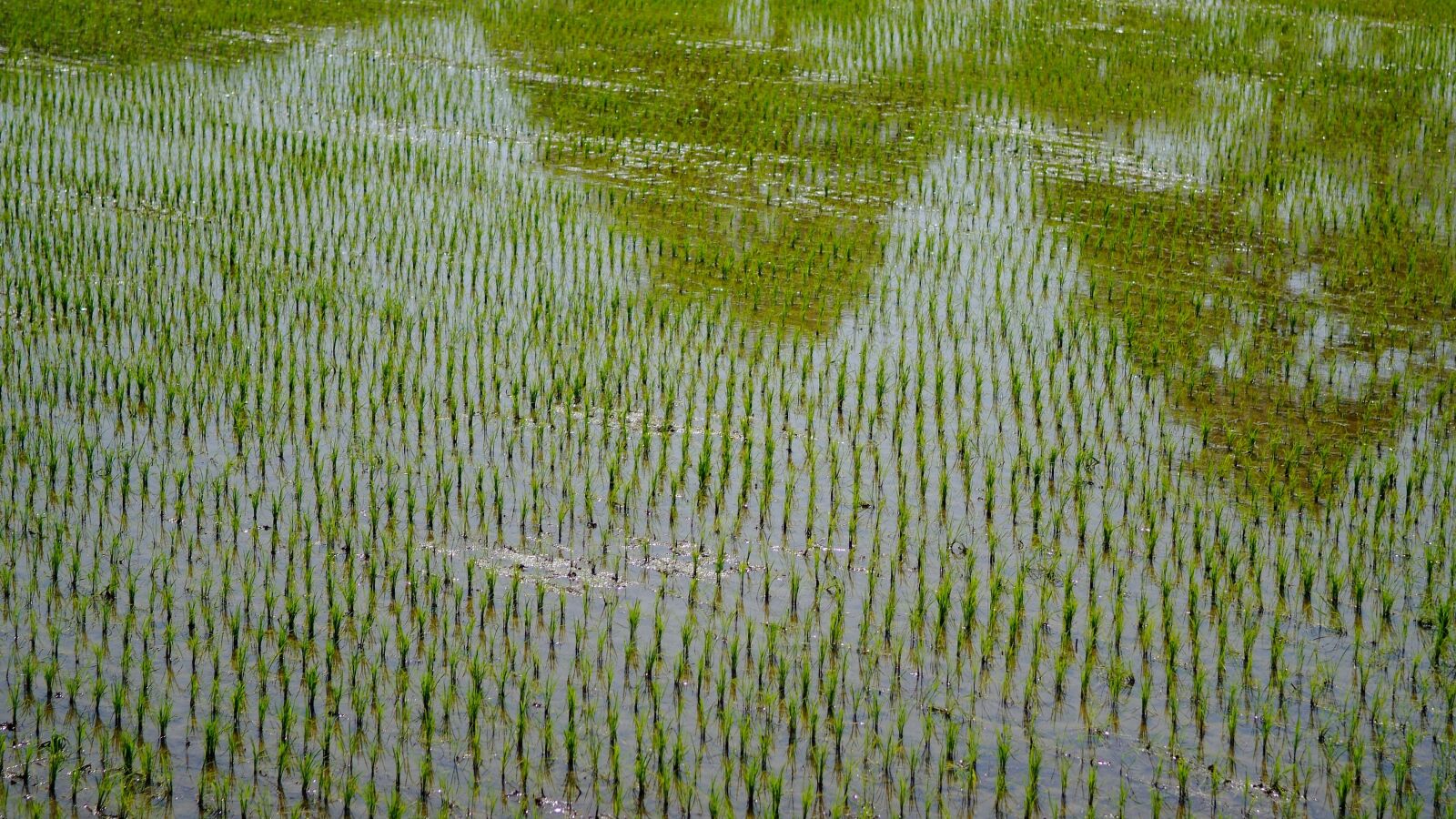 Fujifilm FinePix S3 Pro sample photo. Rice, it, farming photography