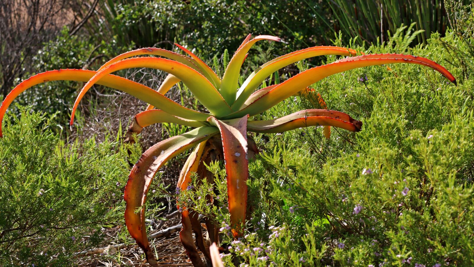 Canon EOS 70D + Canon EF 50mm F1.4 USM sample photo. Aloe, plant, nature photography