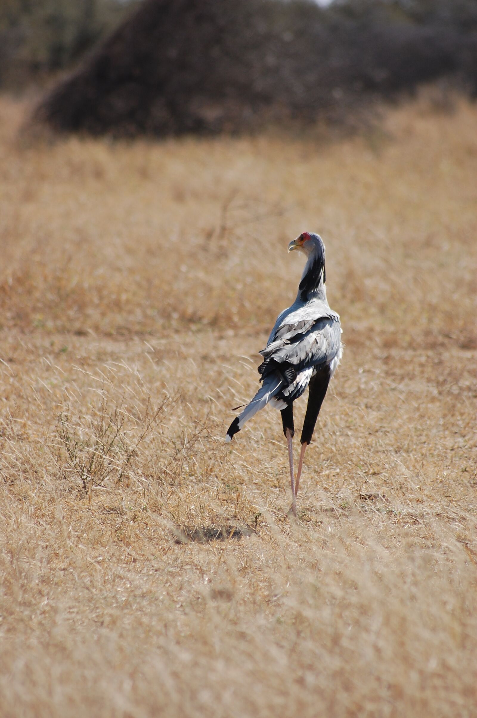 Nikon D40 sample photo. Secretary bird, bird, feathers photography