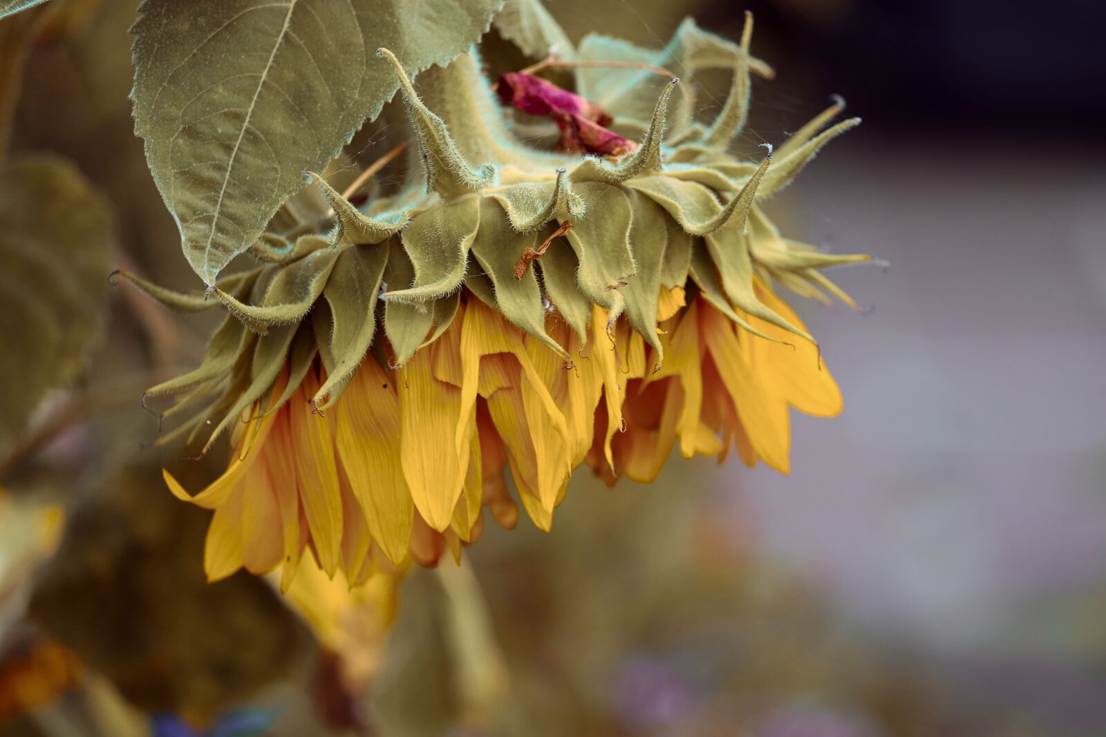 Canon EOS 200D (EOS Rebel SL2 / EOS Kiss X9) sample photo. Sunflower, blossom, bloom photography