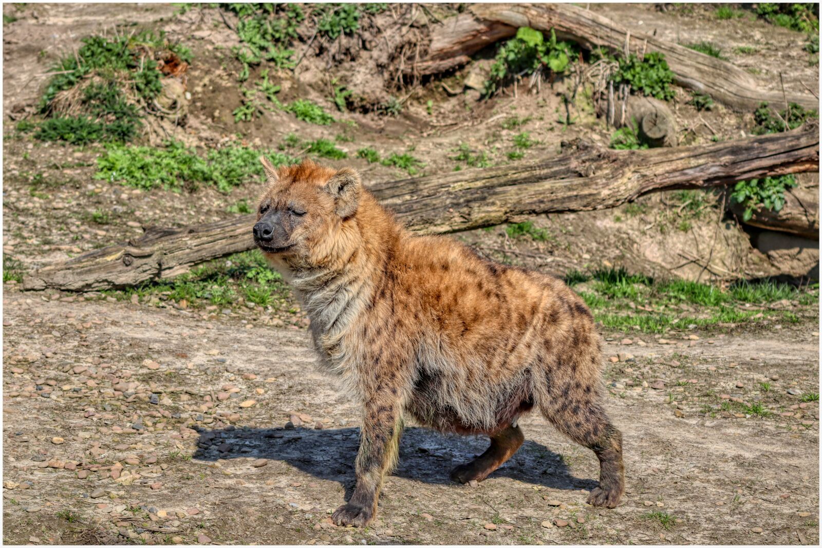 Canon EF75-300mm f/4-5.6 sample photo. Hyena, fur, foot photography