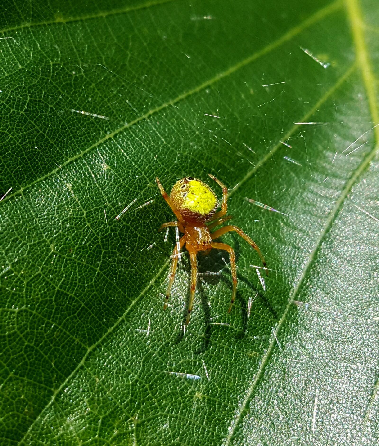 Samsung Galaxy Note5 sample photo. Spider, orb weaver, web photography