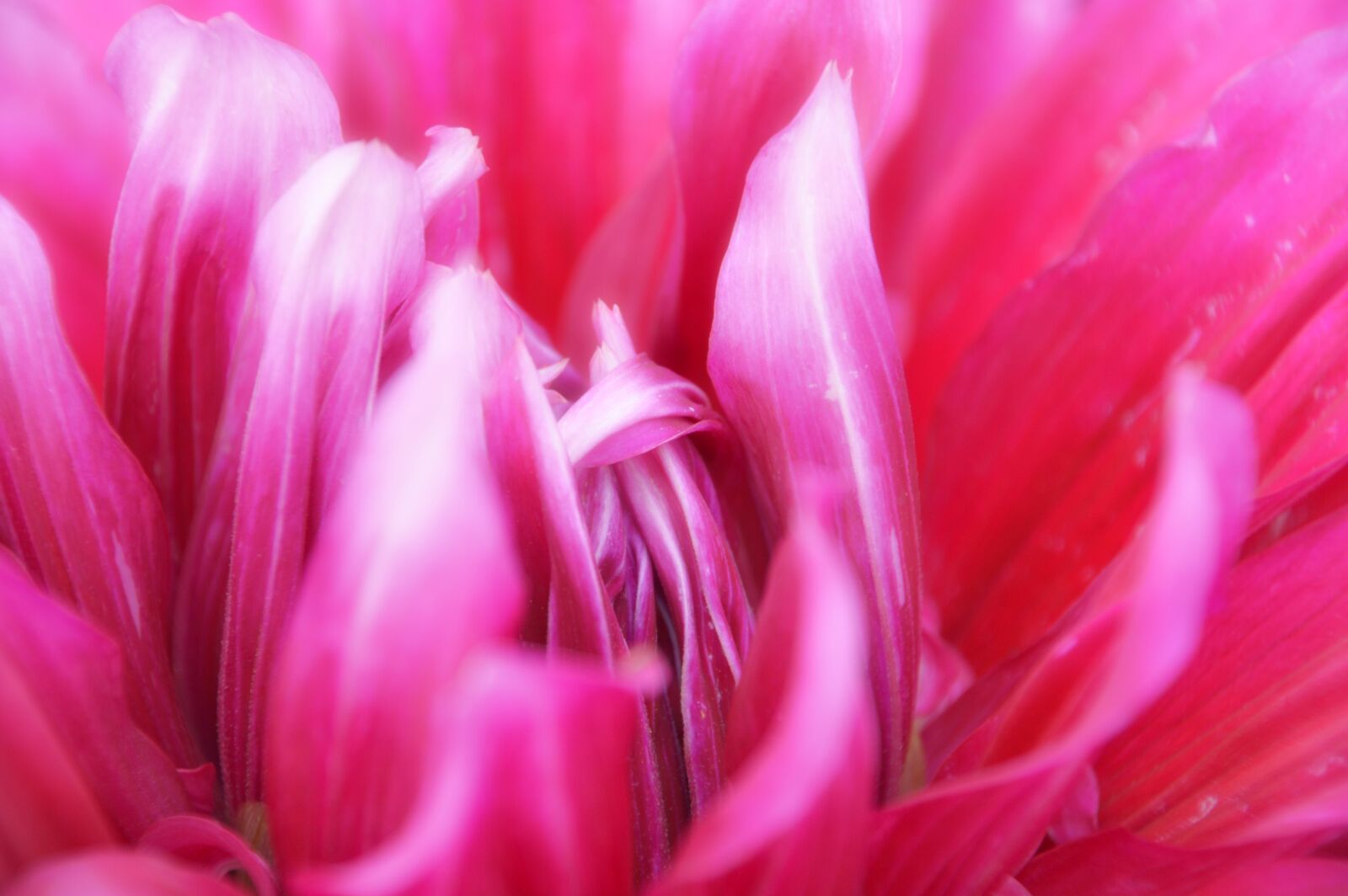 Nikon D3200 sample photo. Flower, pink, macro photography