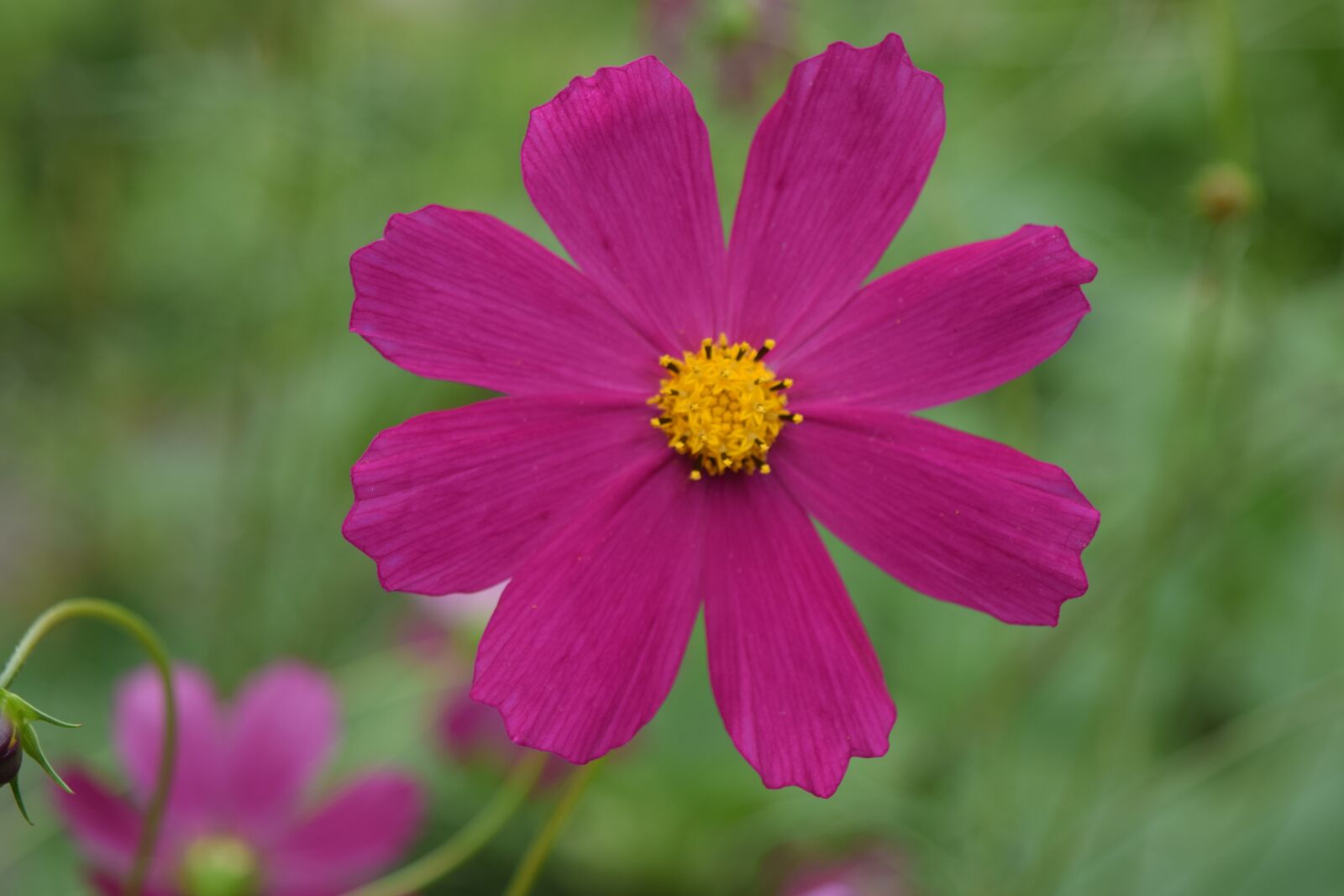Nikon D5300 sample photo. Flower, bright, spring photography