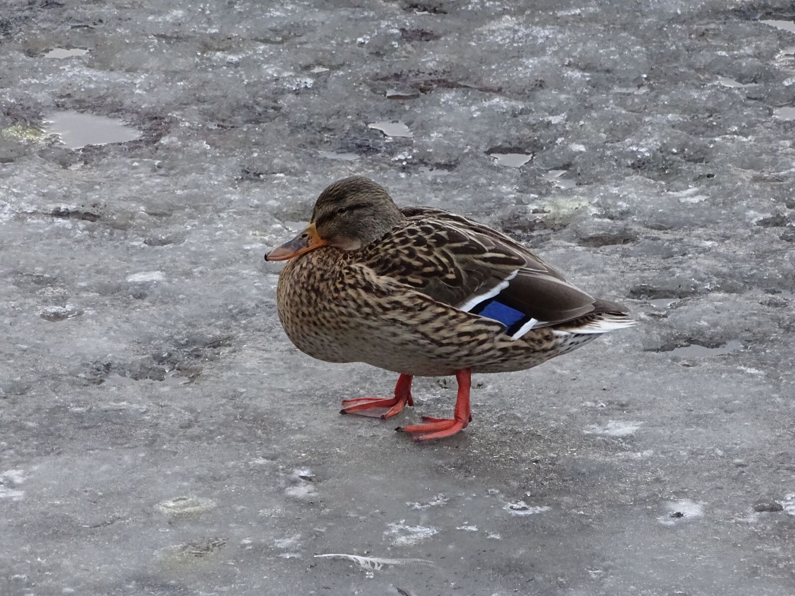 Sony Cyber-shot DSC-HX400V sample photo. Duck, drake, wild photography
