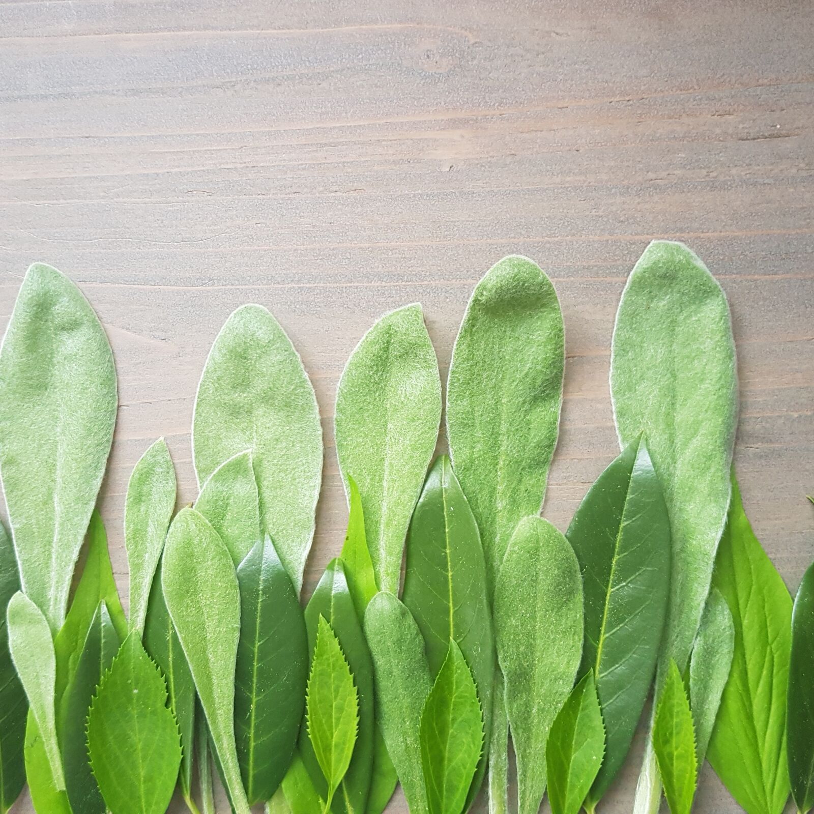 Samsung Galaxy S8 sample photo. Leaves, green, nature photography