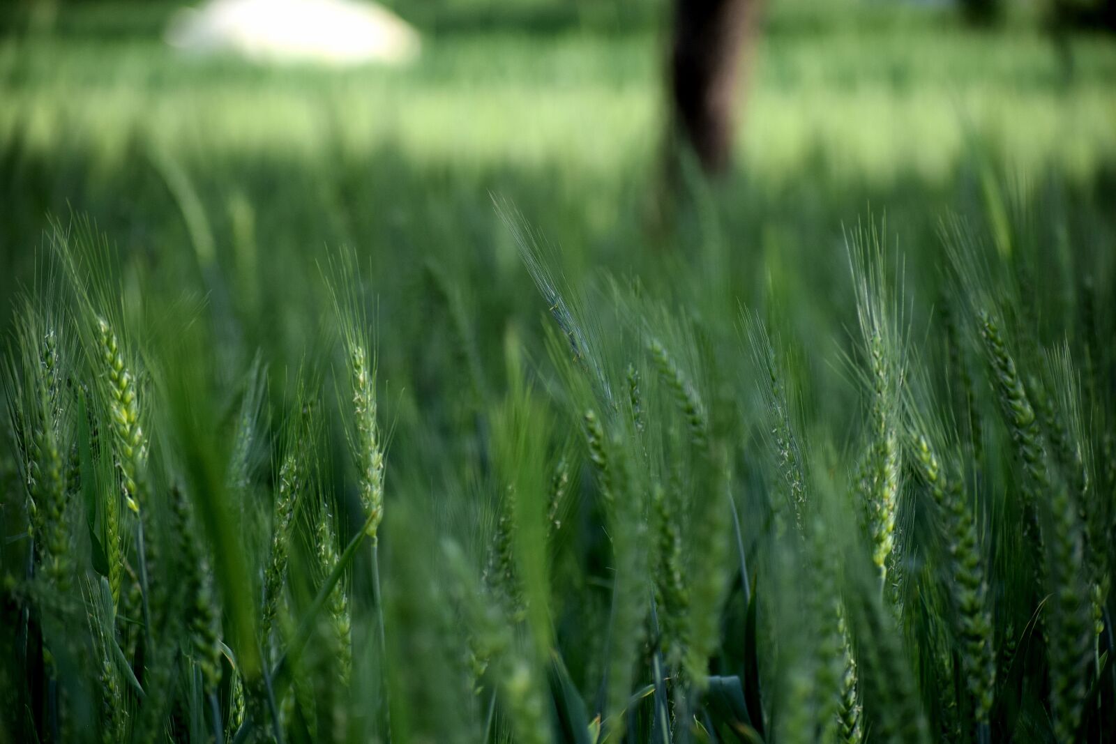 Nikon D3300 sample photo. Wheat, field, plants photography