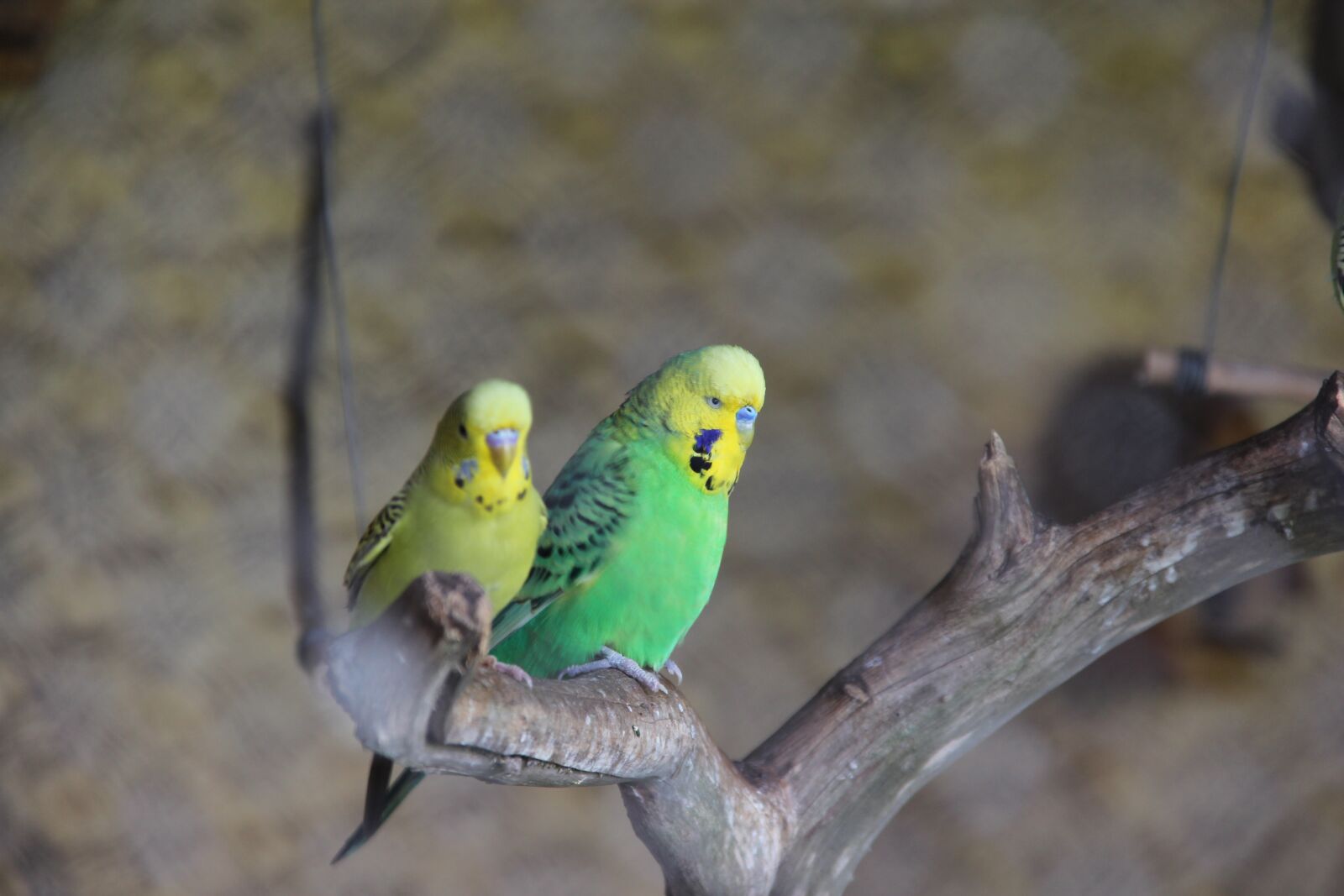 Canon EOS 60D sample photo. Birds, nature, feathers photography
