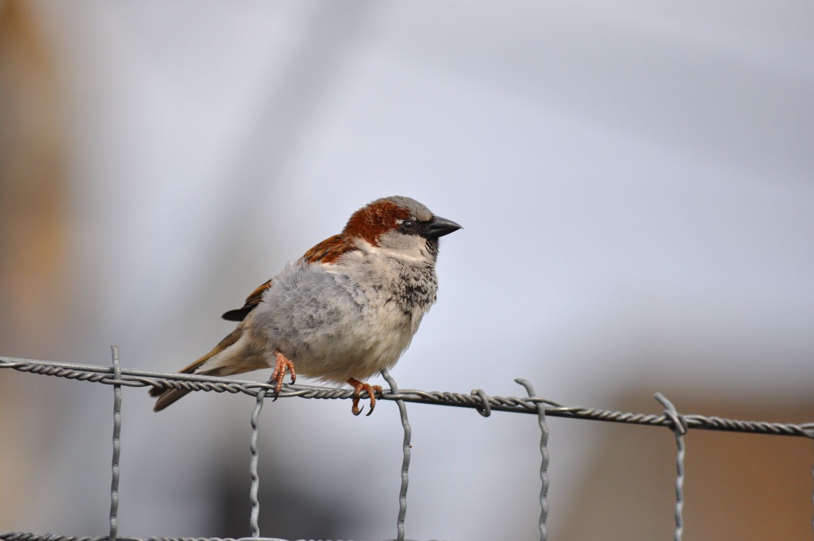 Nikon D90 sample photo. House sparrow, passer domesticus photography