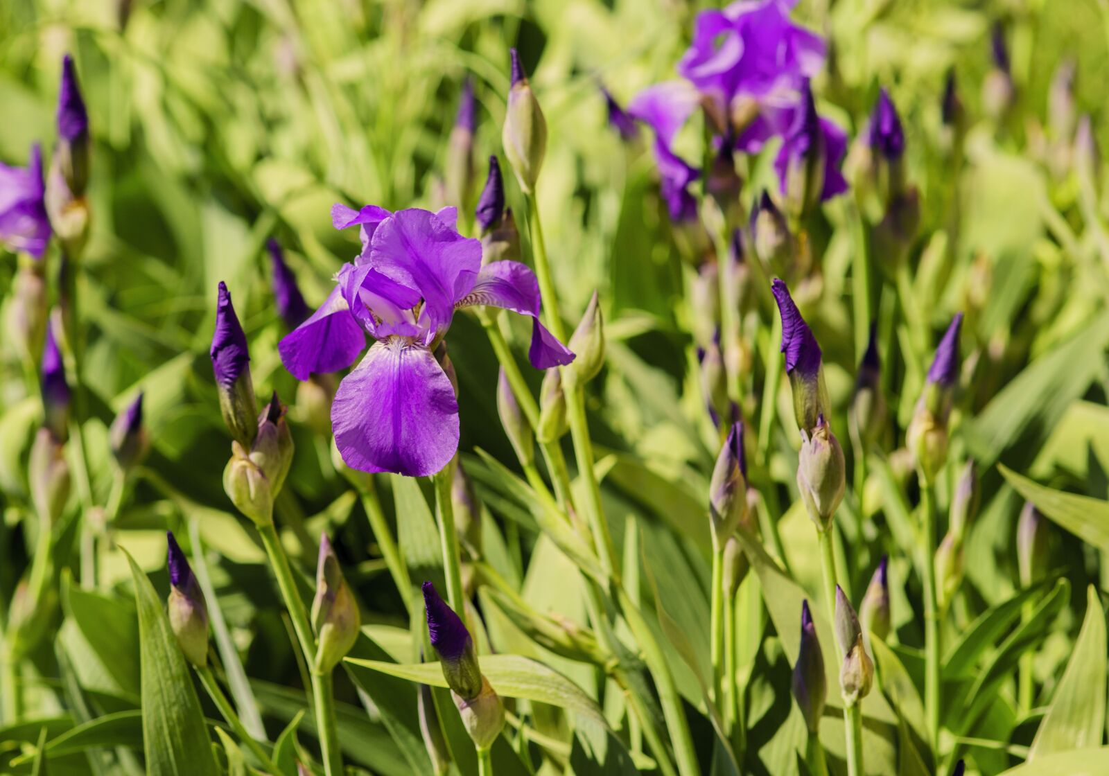 85mm F1.4 sample photo. Flowers, iris, nature photography