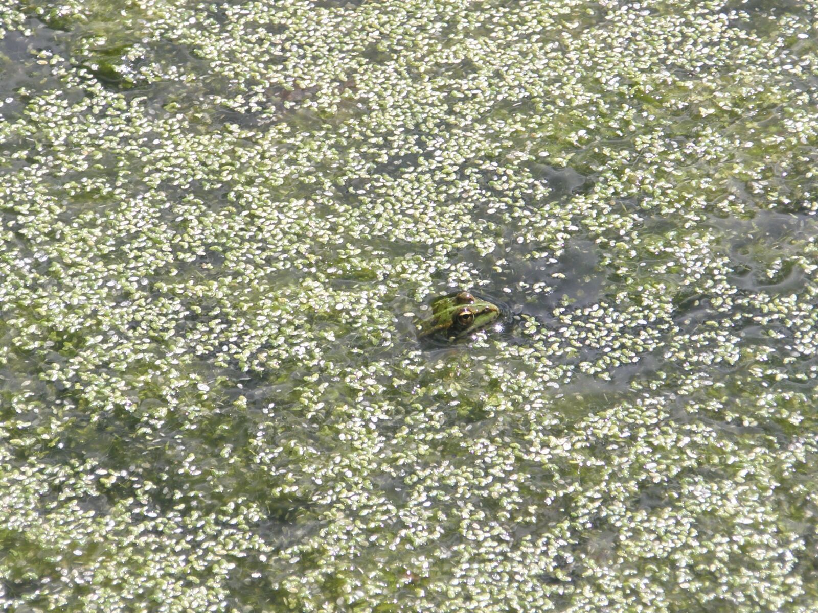 Olympus u820,S820 sample photo. Frog, green, frogs photography