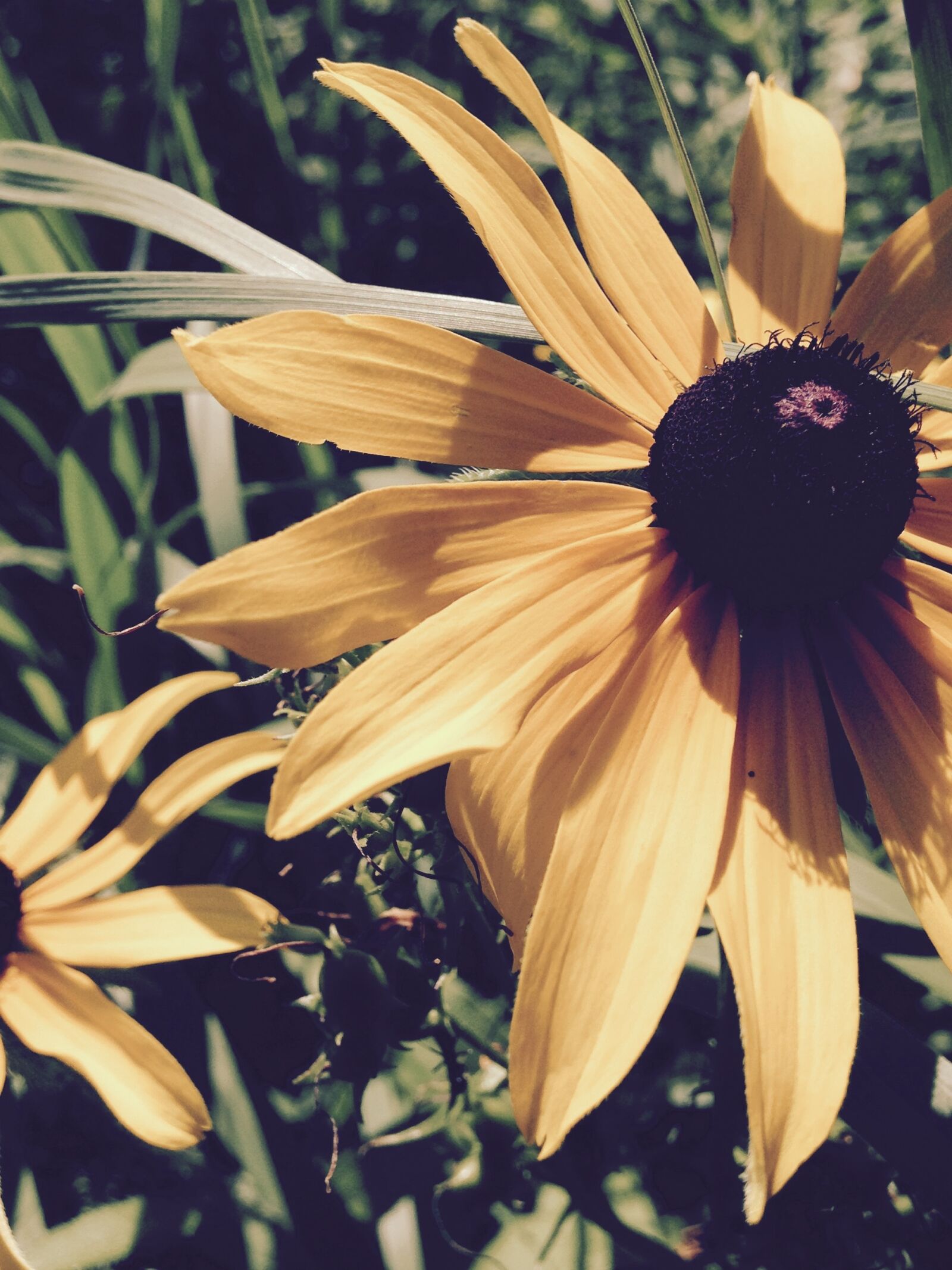 iPhone 5c back camera 4.12mm f/2.4 sample photo. Brown eyed susan, yellow photography
