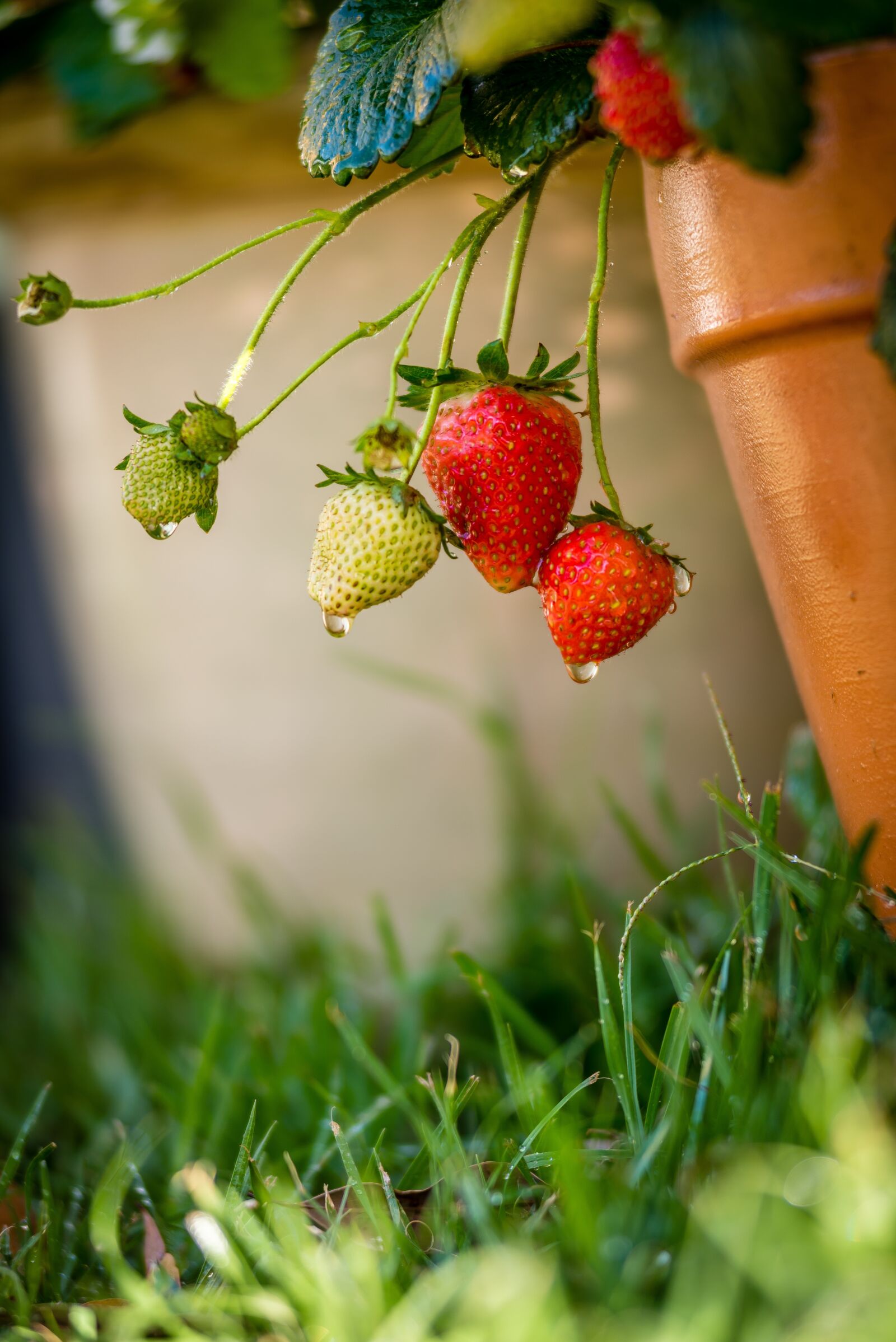 Nikon D610 sample photo. Health, plant, garden photography