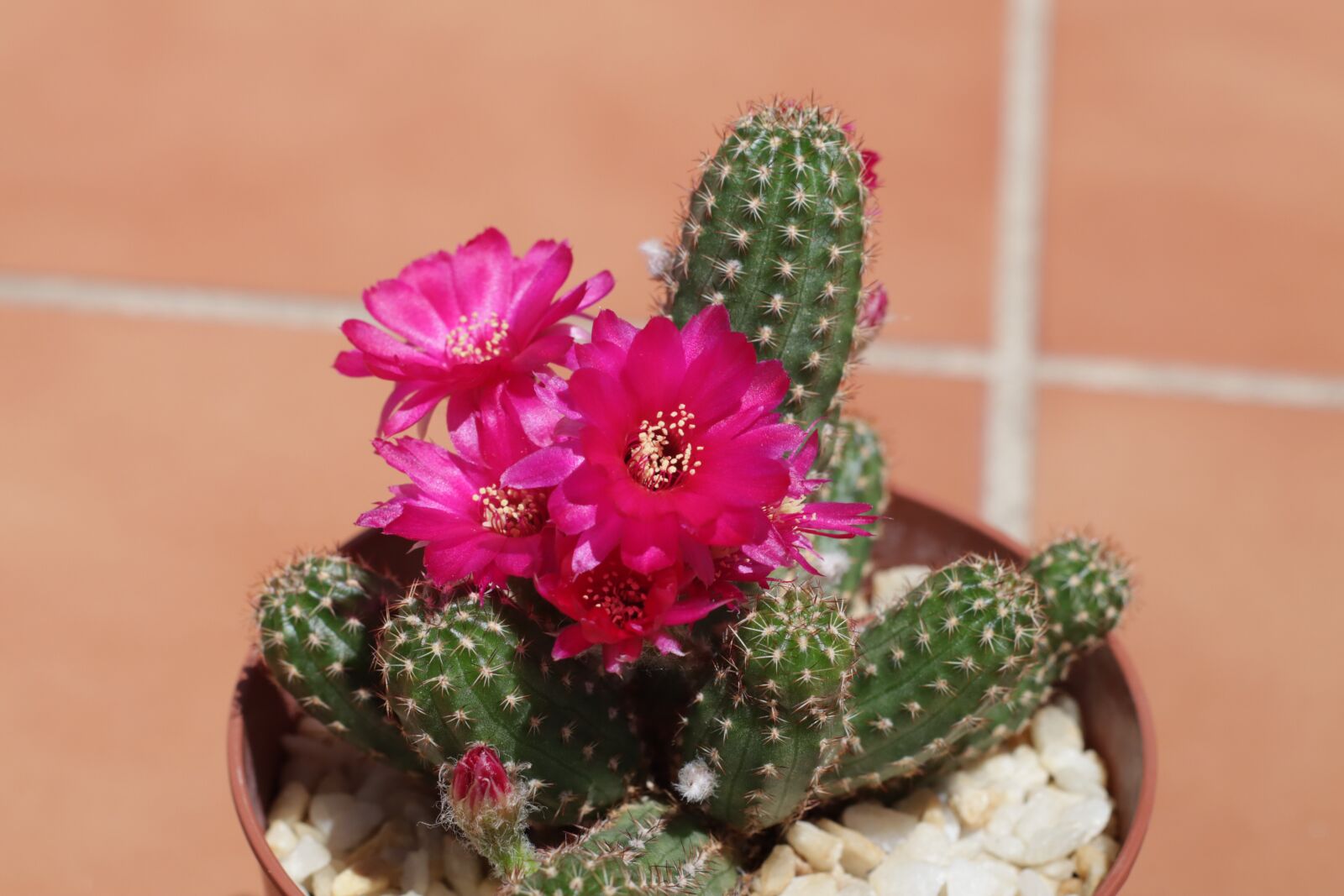 Canon EOS M50 (EOS Kiss M) sample photo. Cactus, cactus in flower photography