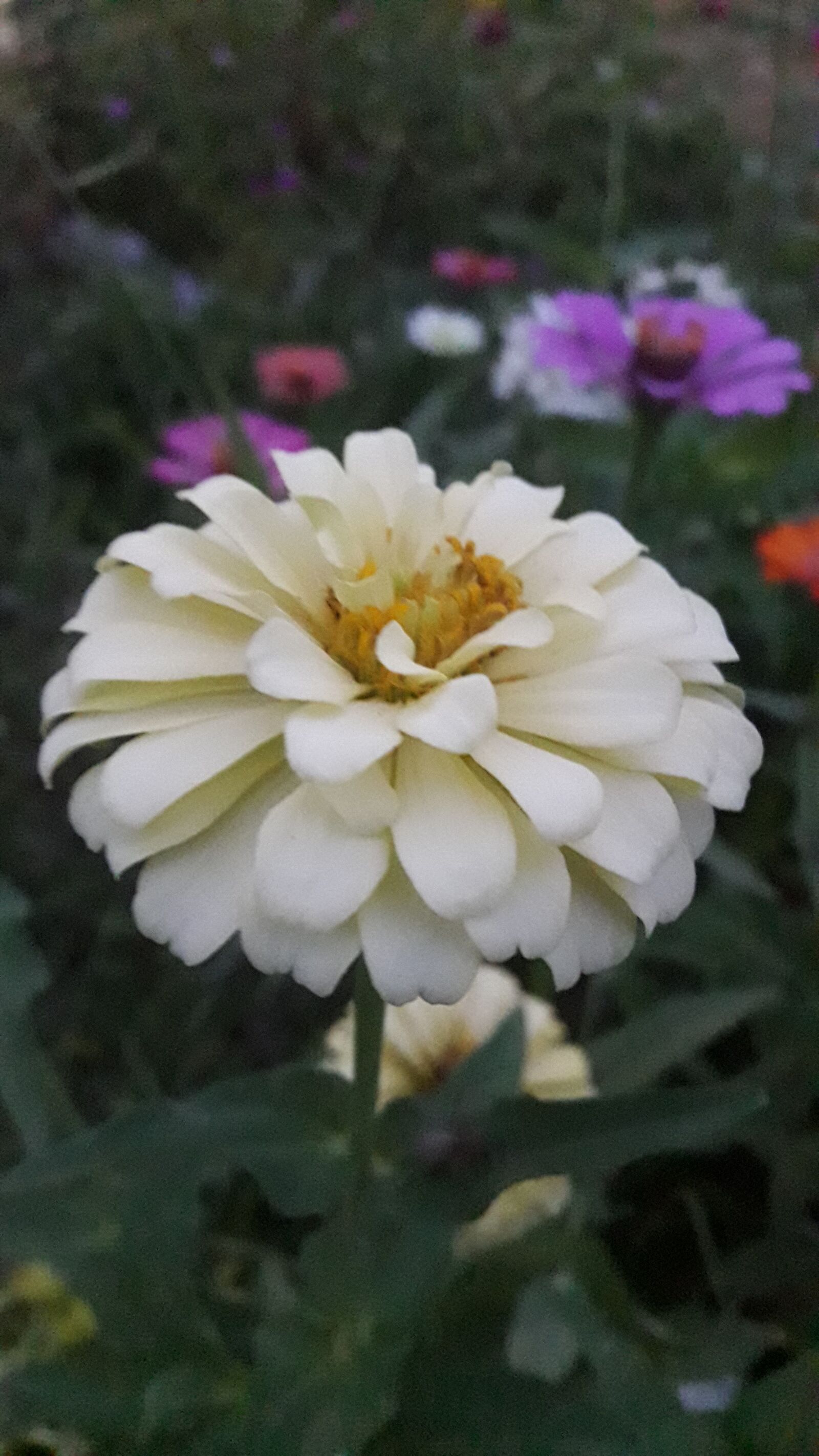 Samsung Galaxy J7 Neo sample photo. Bloom, garden, flower photography