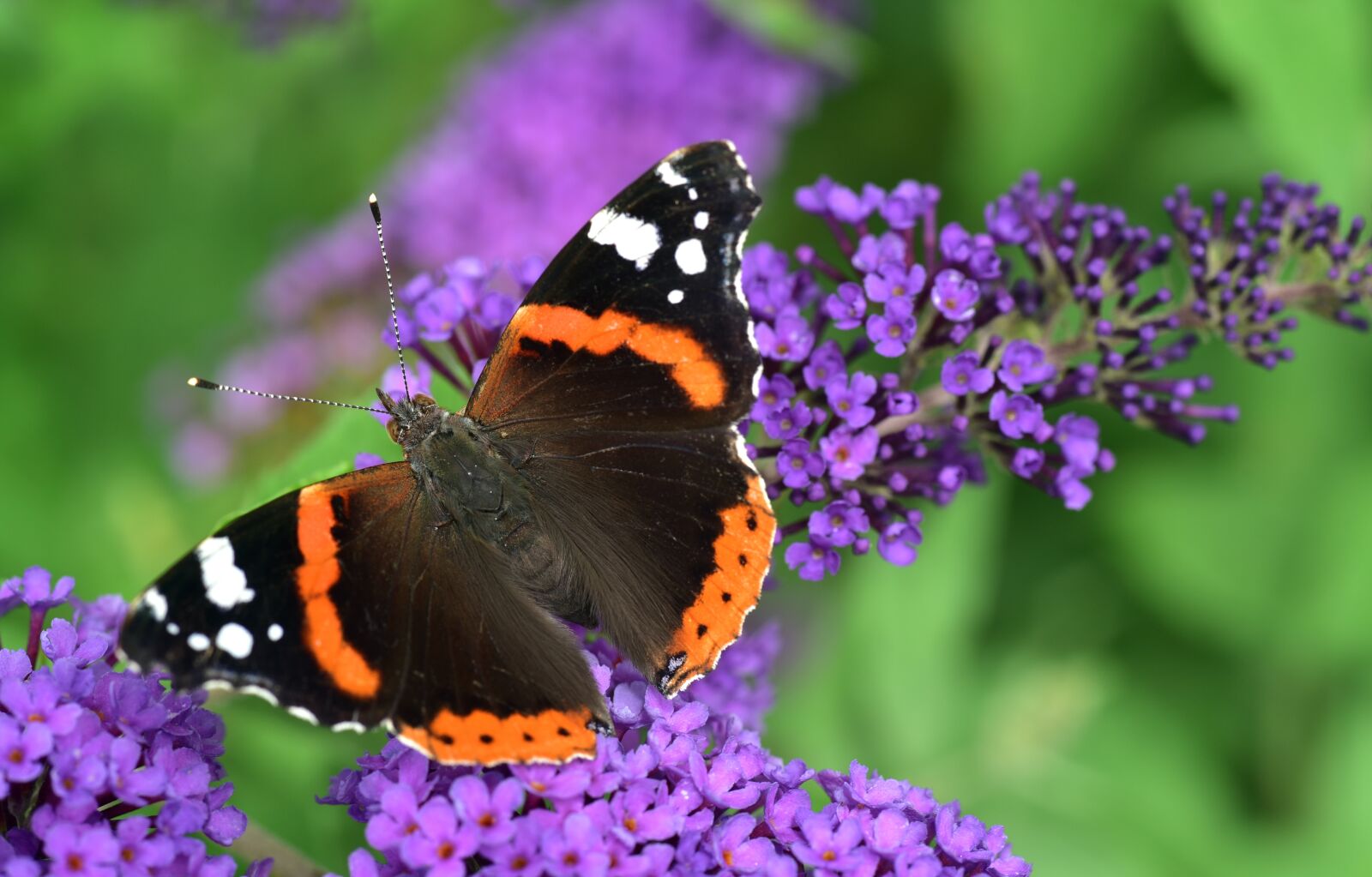 Nikon D750 sample photo. Butterfly, admiral, vanessa atalanta photography