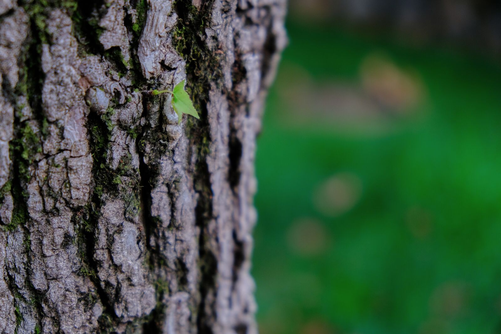 Fujifilm X-T30 sample photo. Bud, life, growth photography
