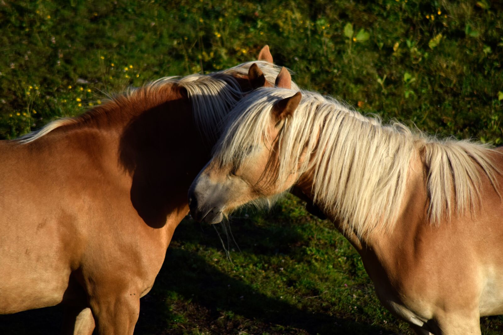 Nikon D5300 sample photo. Haflinger, horse, animal photography