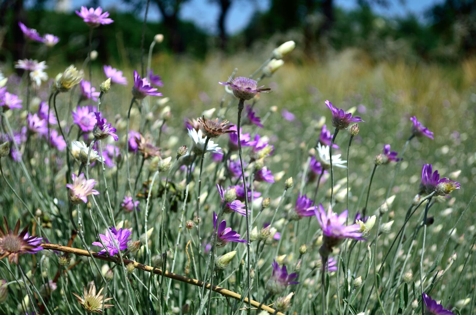 Nikon D5100 sample photo. Summer, flowers, motley grass photography