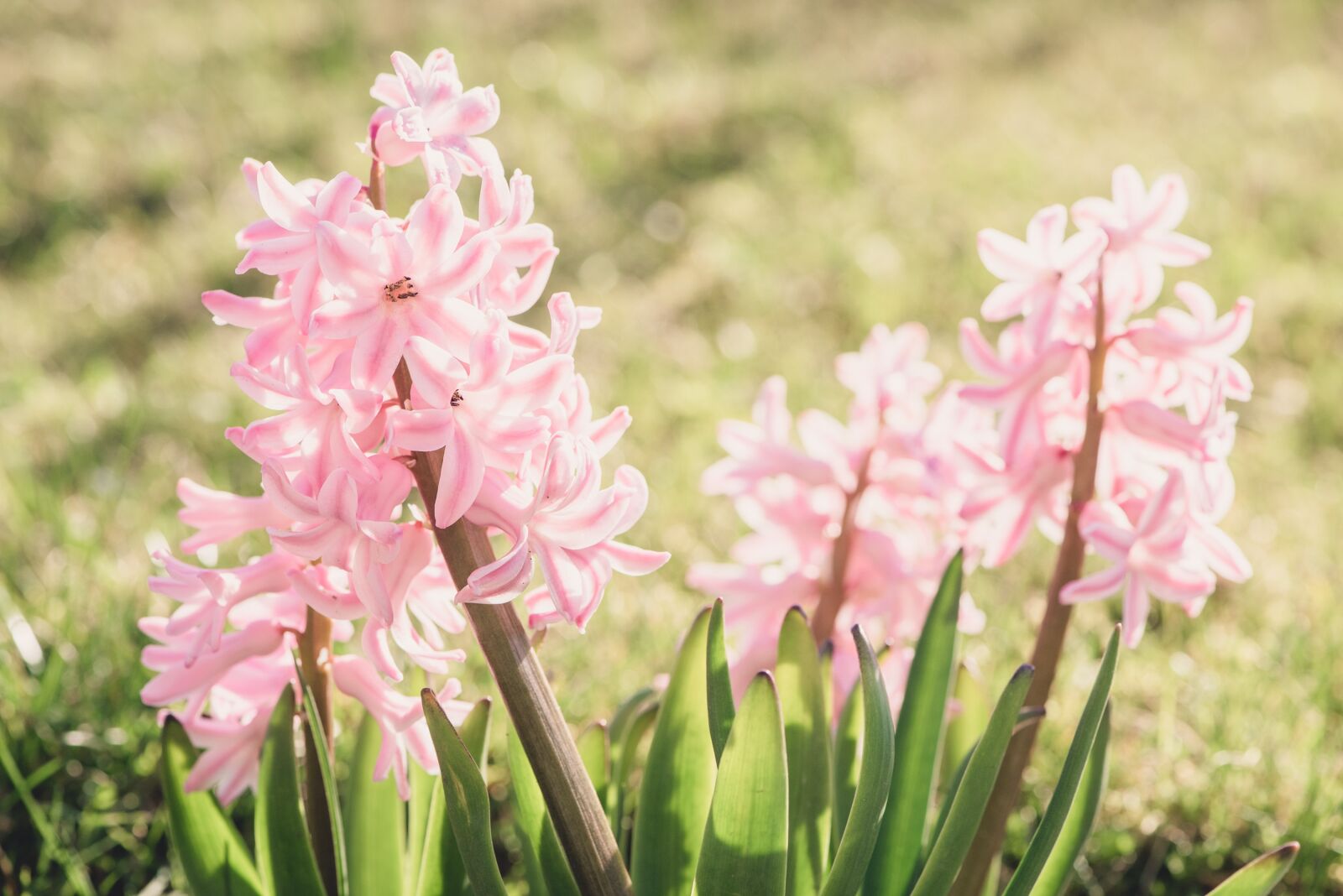 Nikon D750 sample photo. Hyacinth, flower, flowers photography
