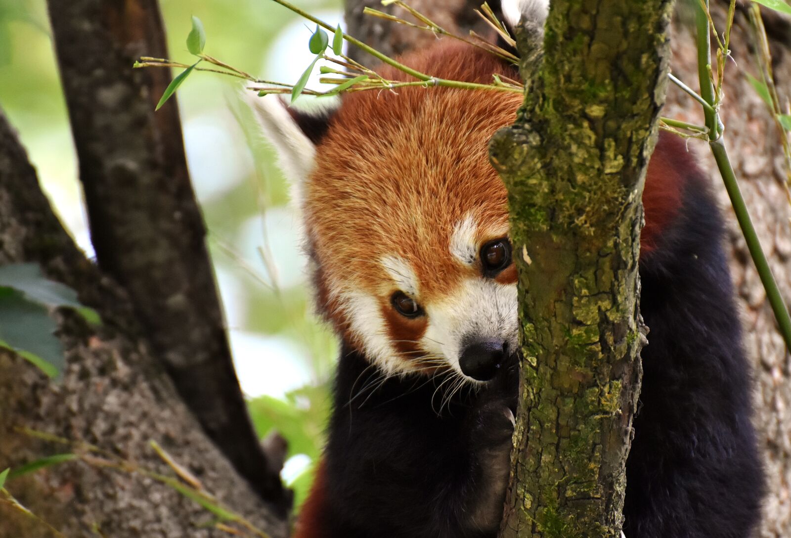 Nikon D7200 sample photo. Panda, red panda, bear photography