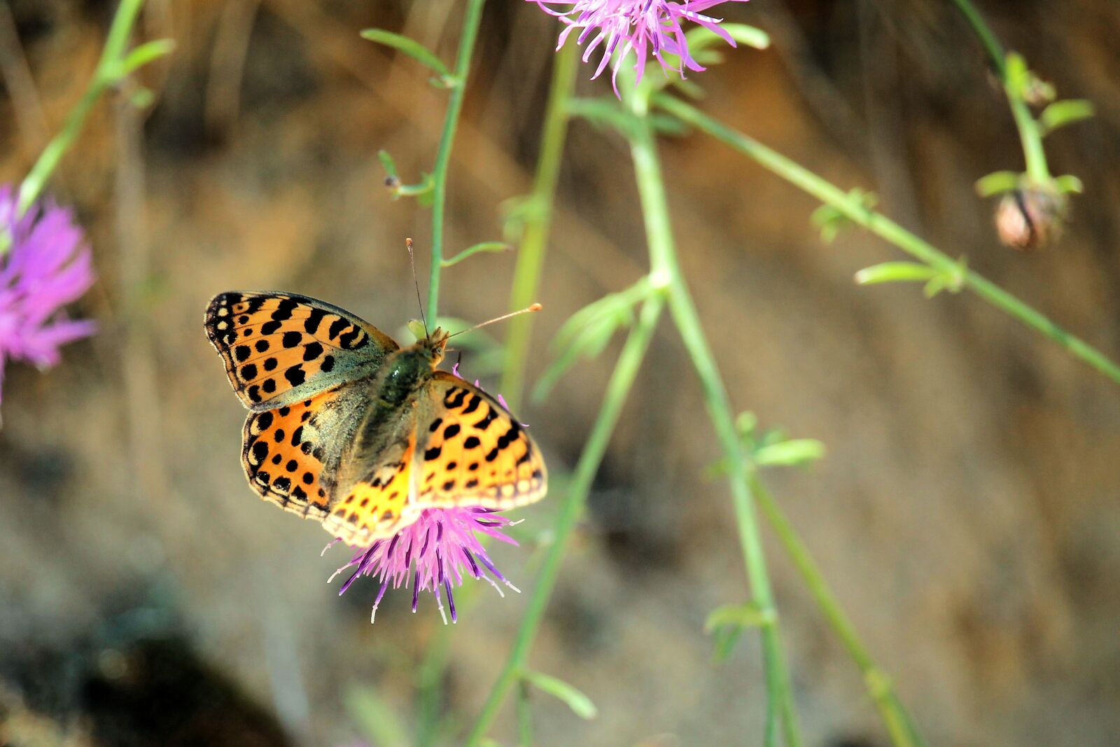 Canon EF-S 55-250mm F4-5.6 IS STM sample photo. Perl courage falter, butterfly photography