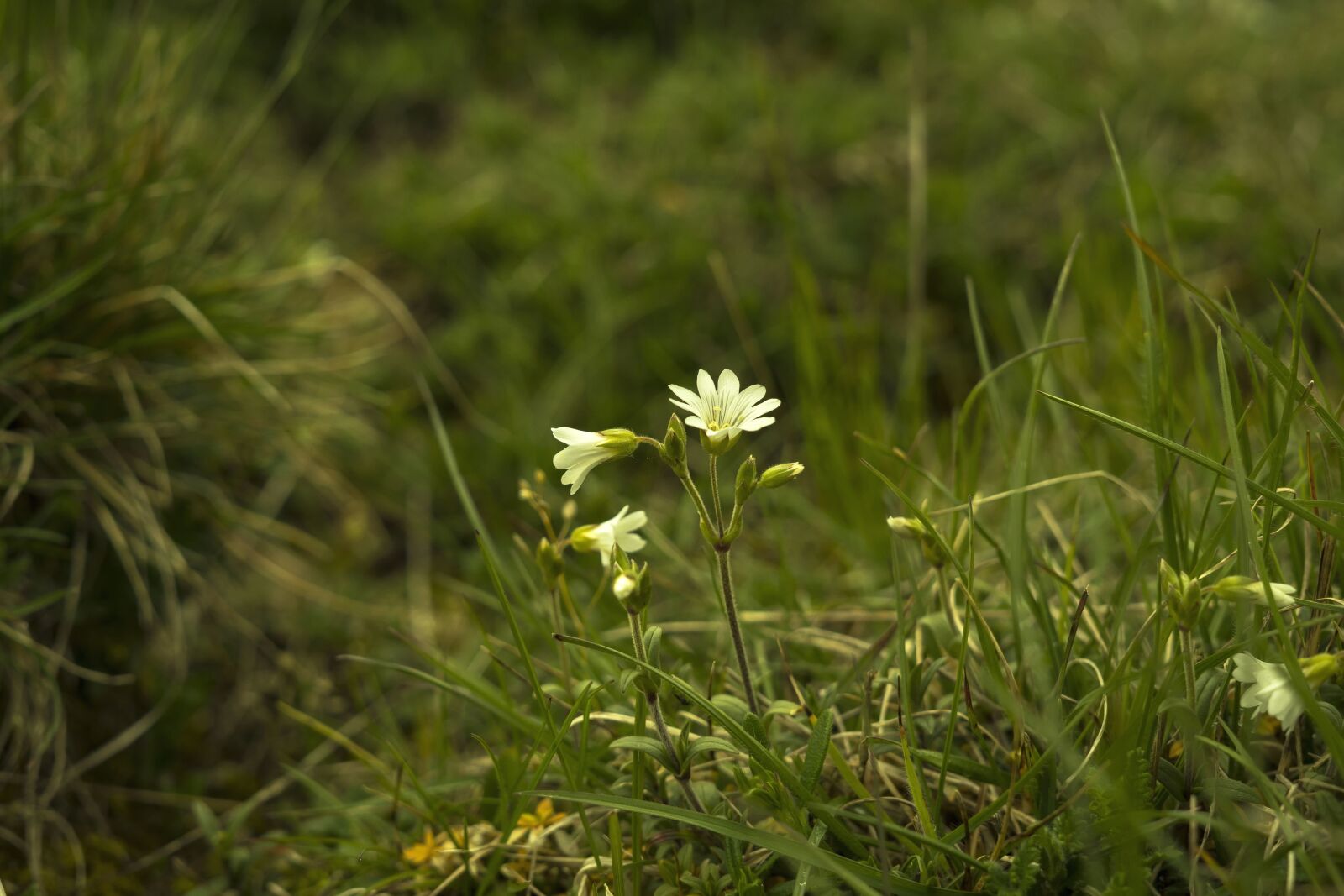 Sony a6300 + Sigma 30mm F2.8 EX DN sample photo. Green grass, nature, flowers photography