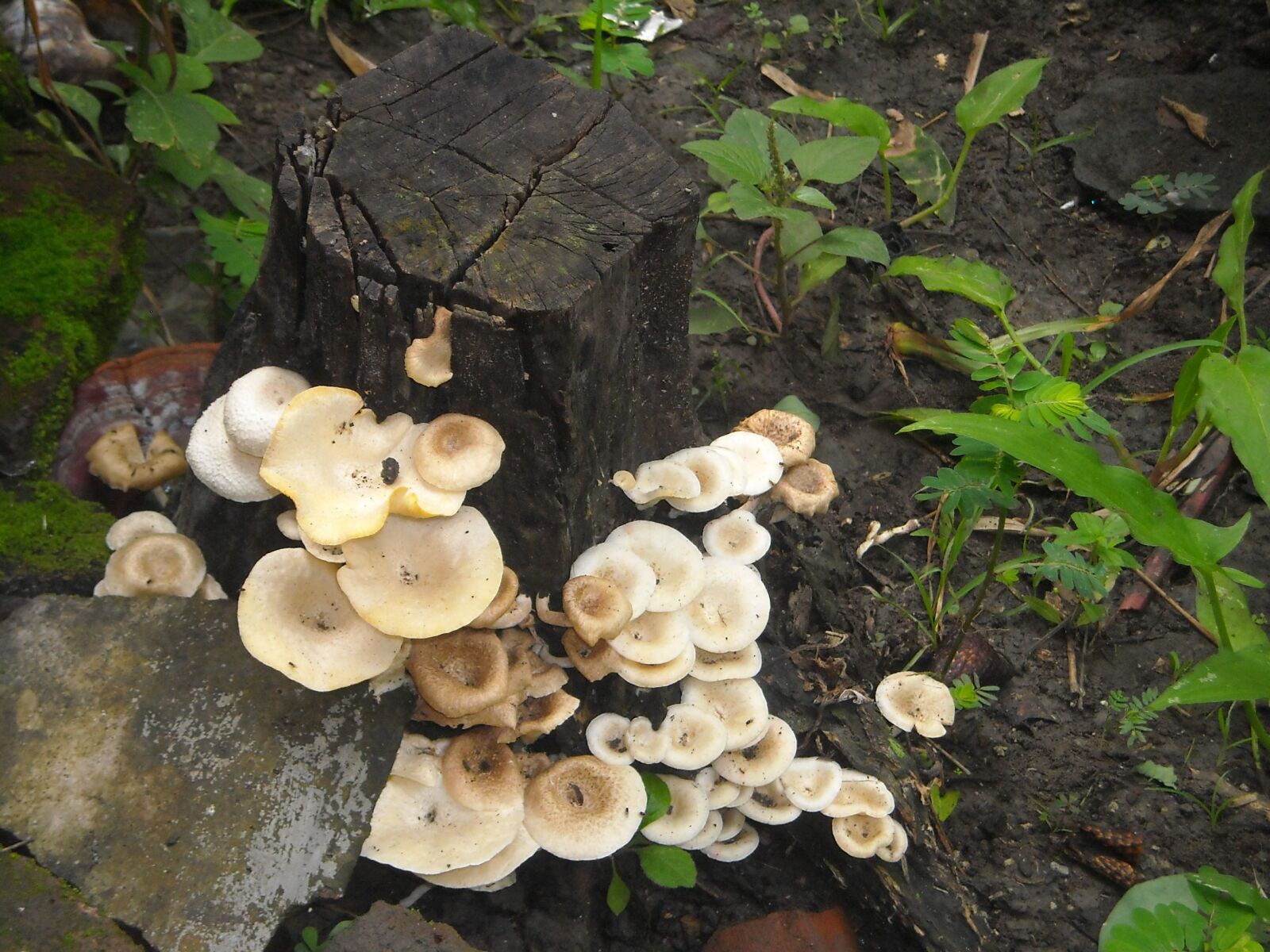 Nikon Coolpix L16 sample photo. Mushroom, boletus, the tree photography