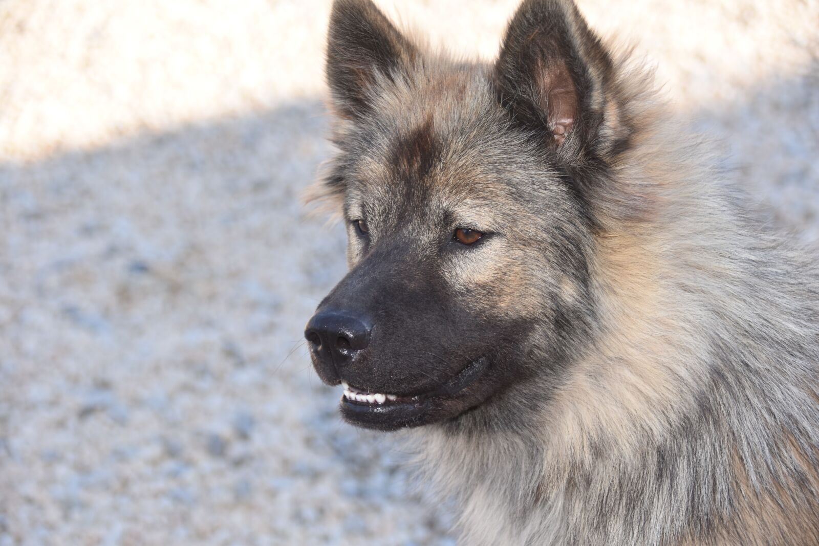 Nikon D5600 sample photo. Dog, bitch, dog eurasier photography